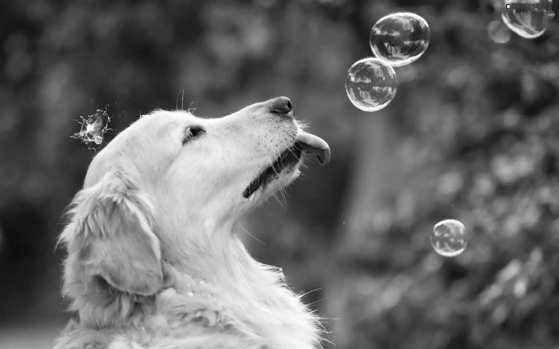 dog, soap, Golden Retriever, interesting eyes