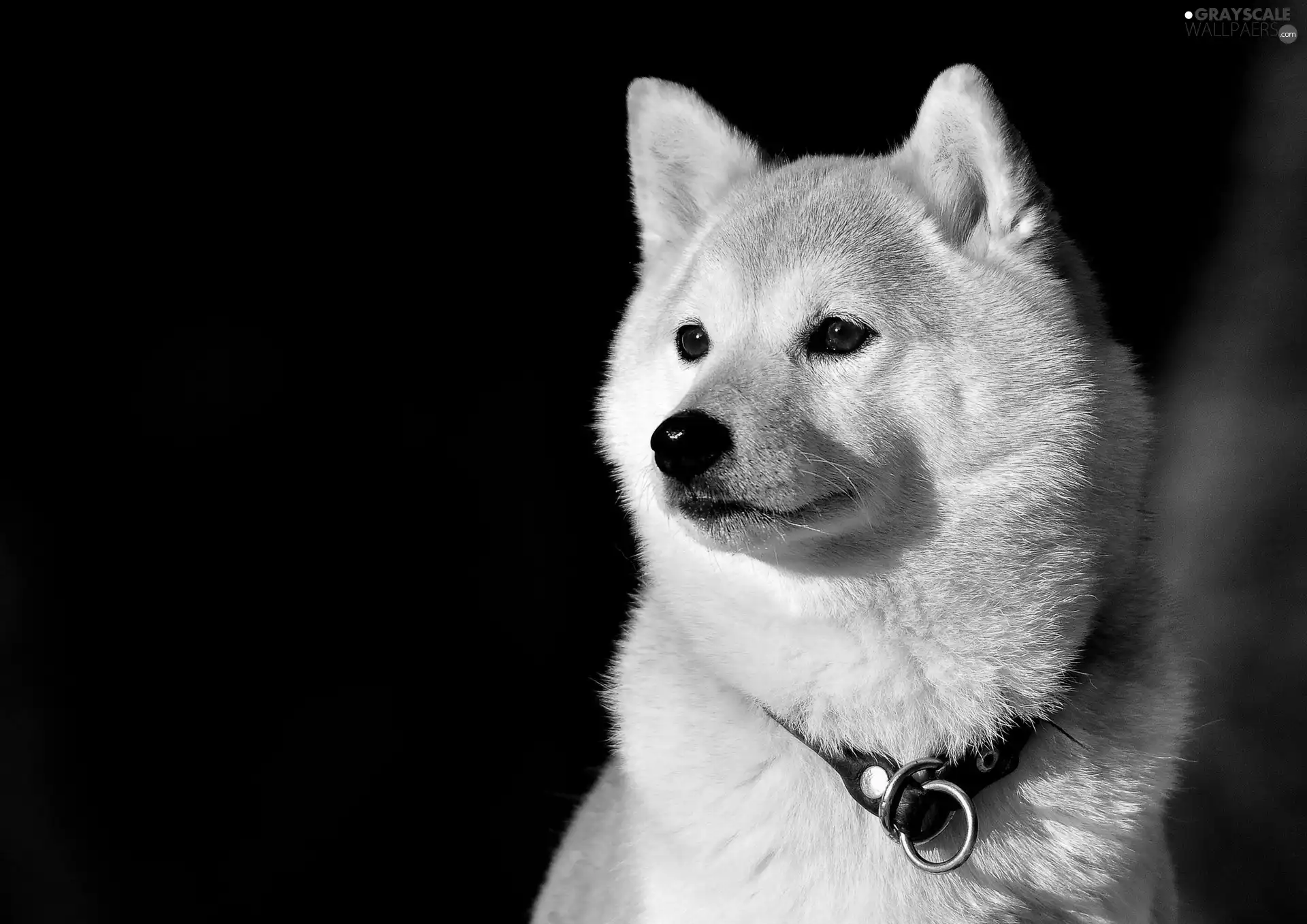 dog-collar, dog, Inu