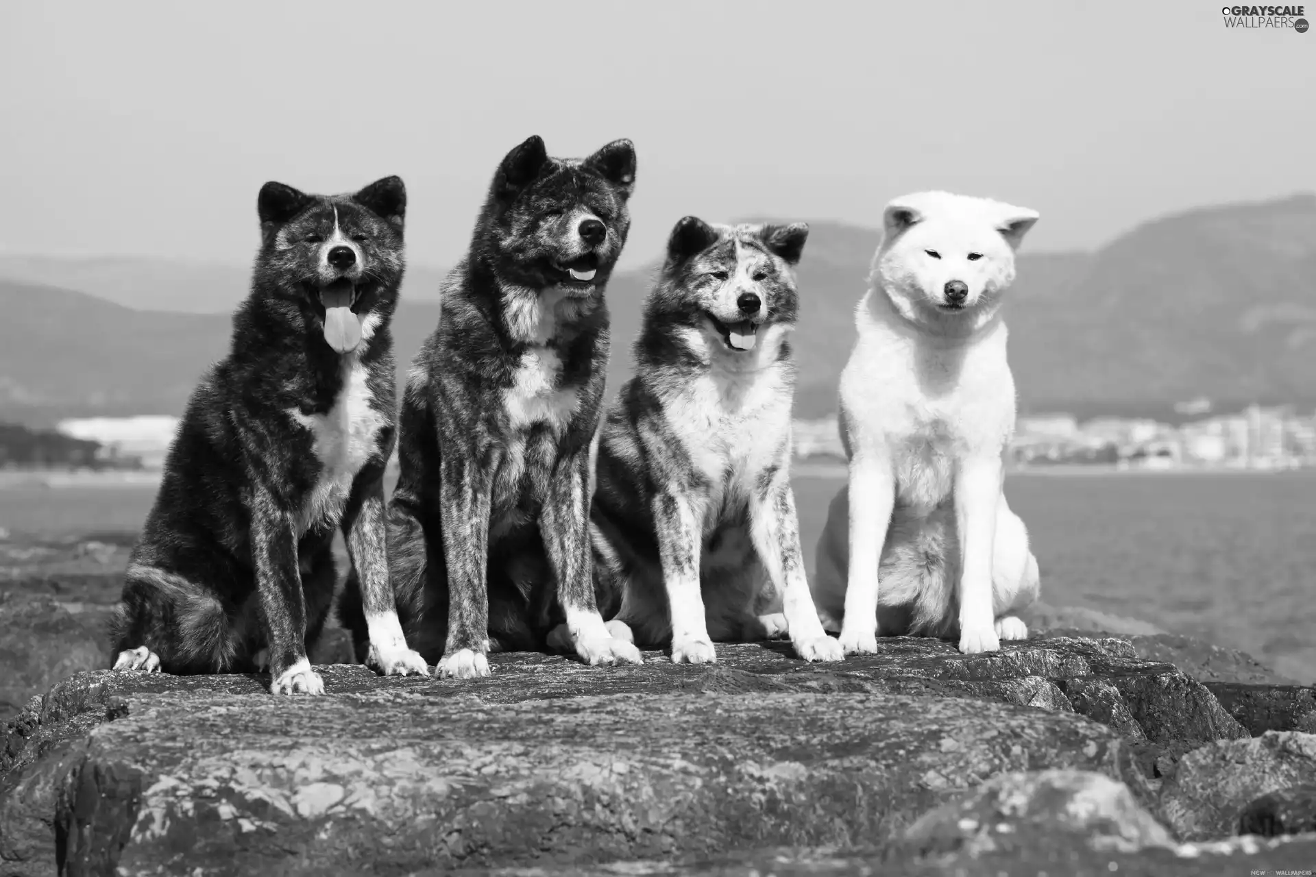 Inu, Rocks, puppies, Akita, four