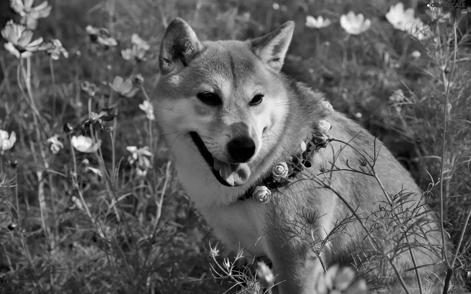 Flowers, Cosmos, Shiba inu, dog-collar, dog