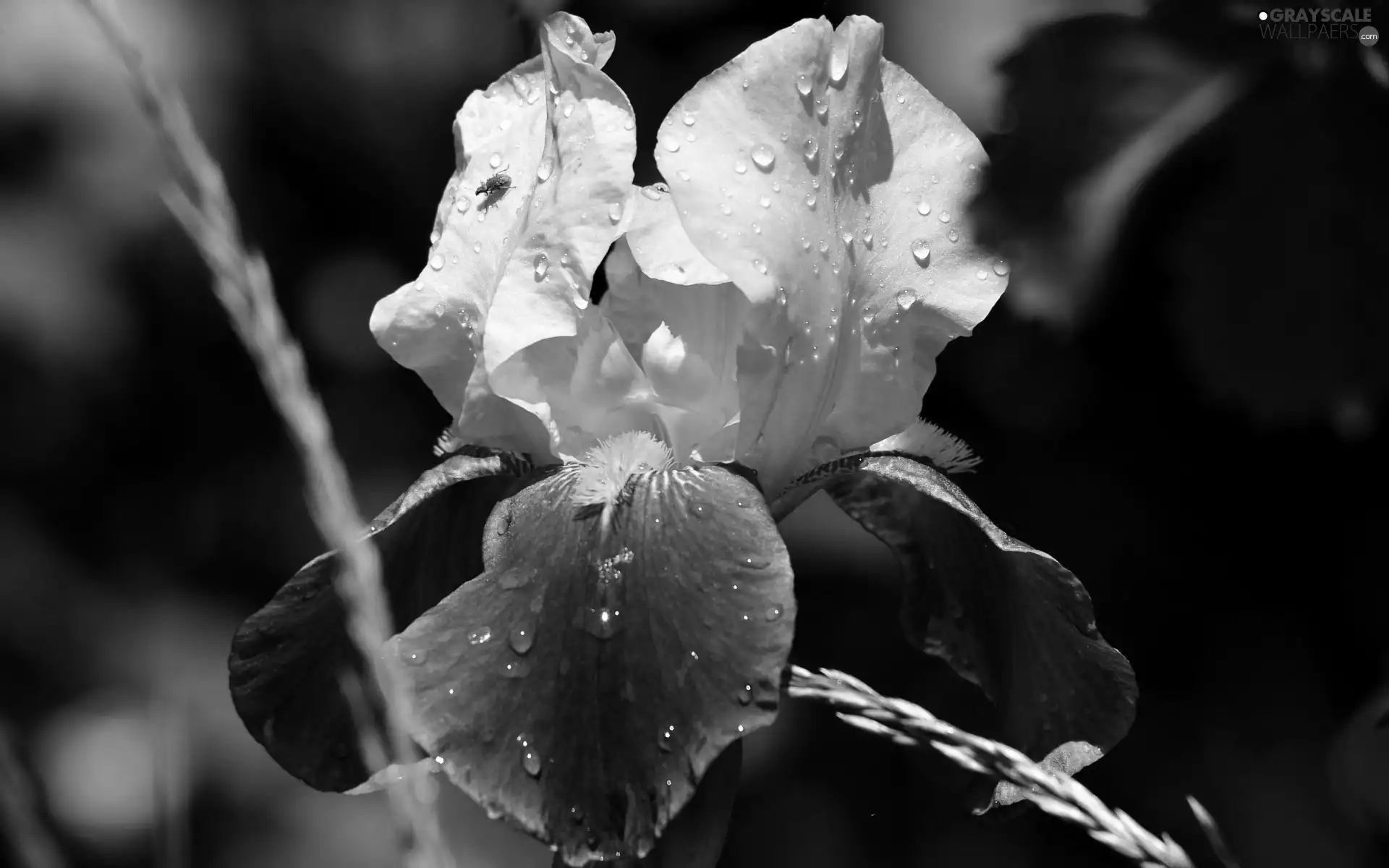 drops, Colourfull Flowers, iris