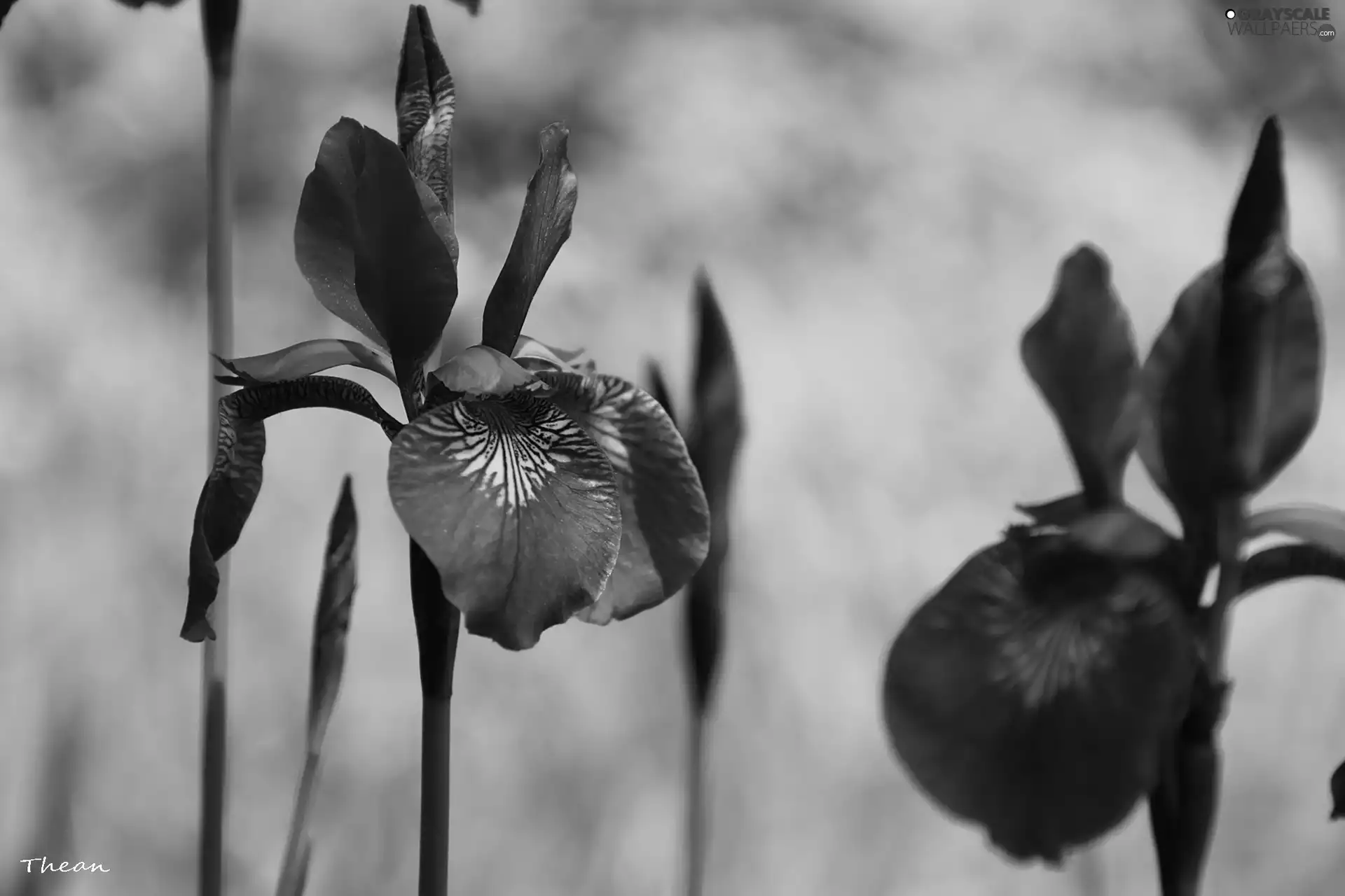 iris, Siberian Iris