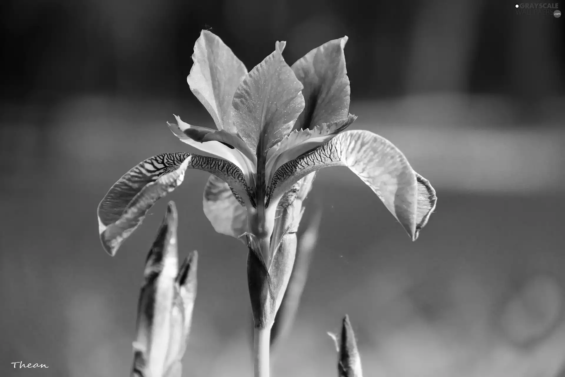 iris, Siberian Iris