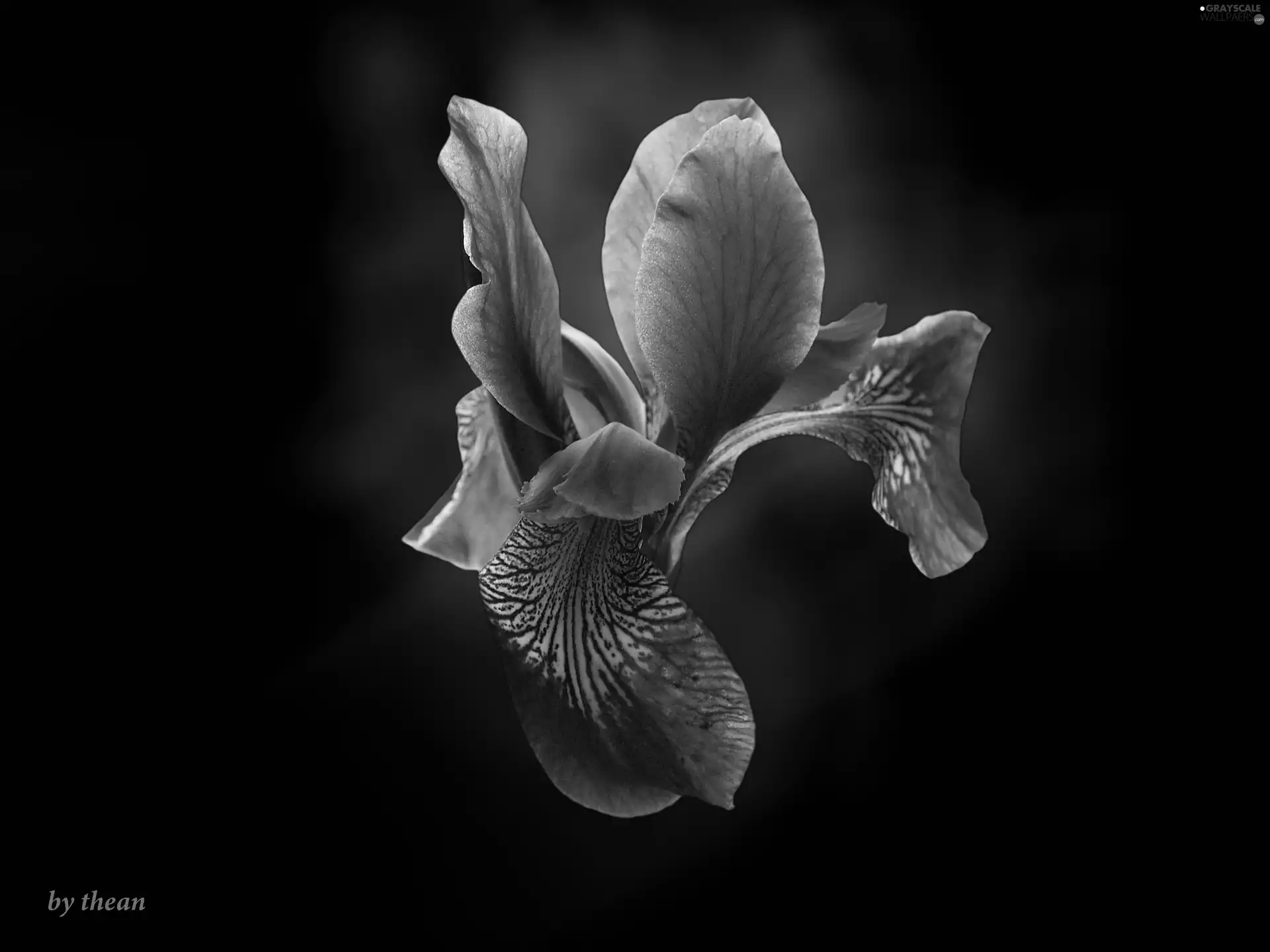 Violet, iris
