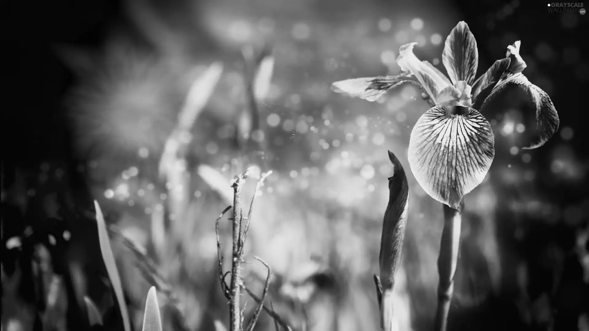 Violet, iris