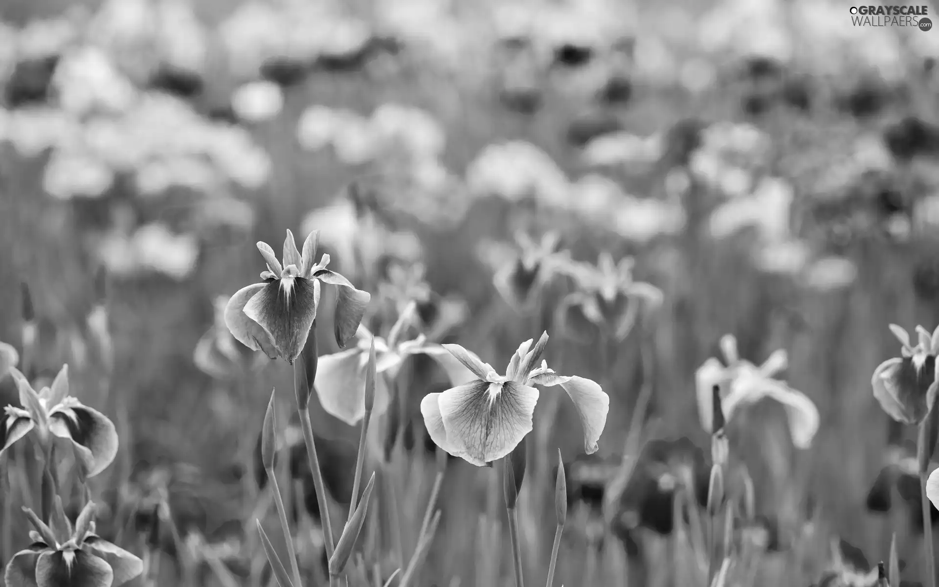 Irises, Flowers, color
