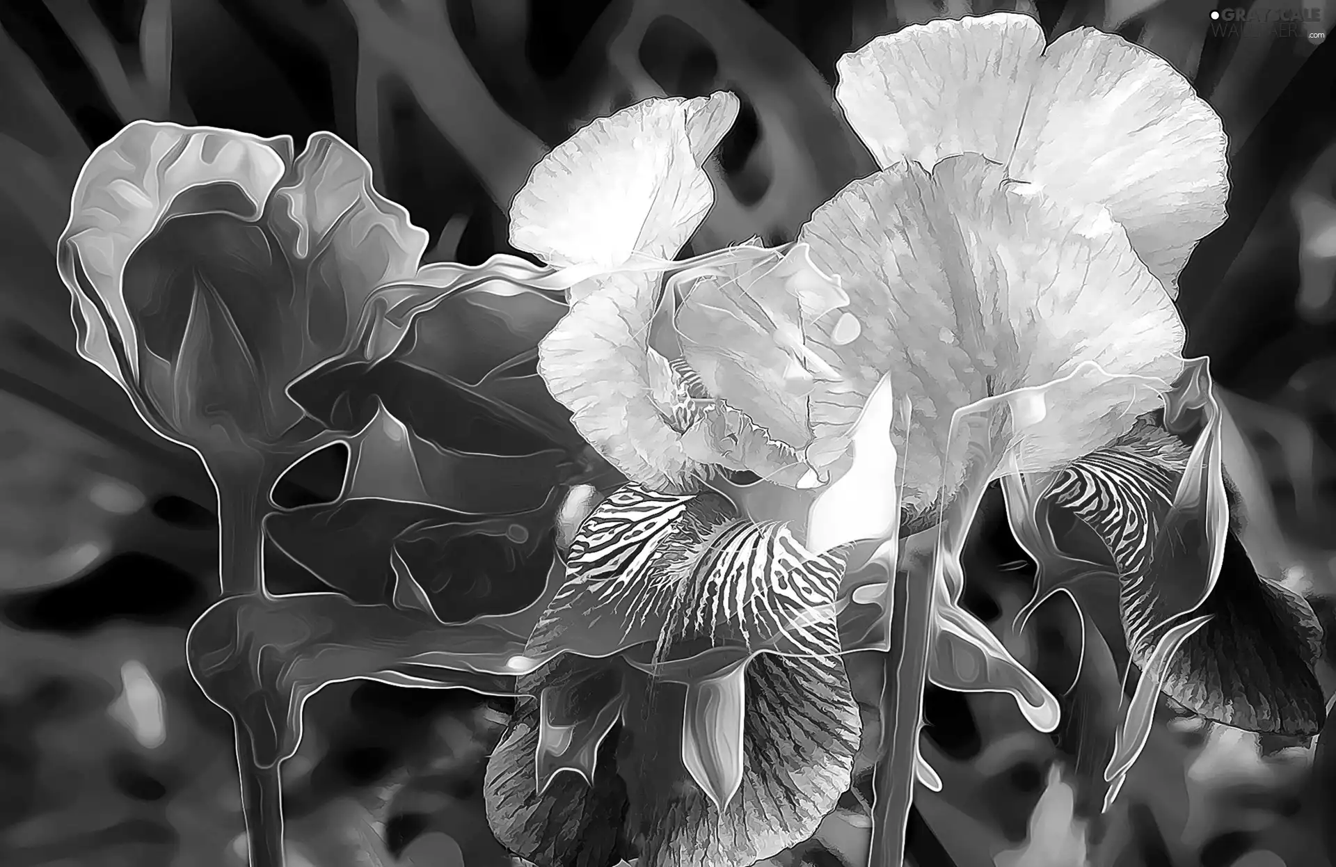Irises, graphics, fancy