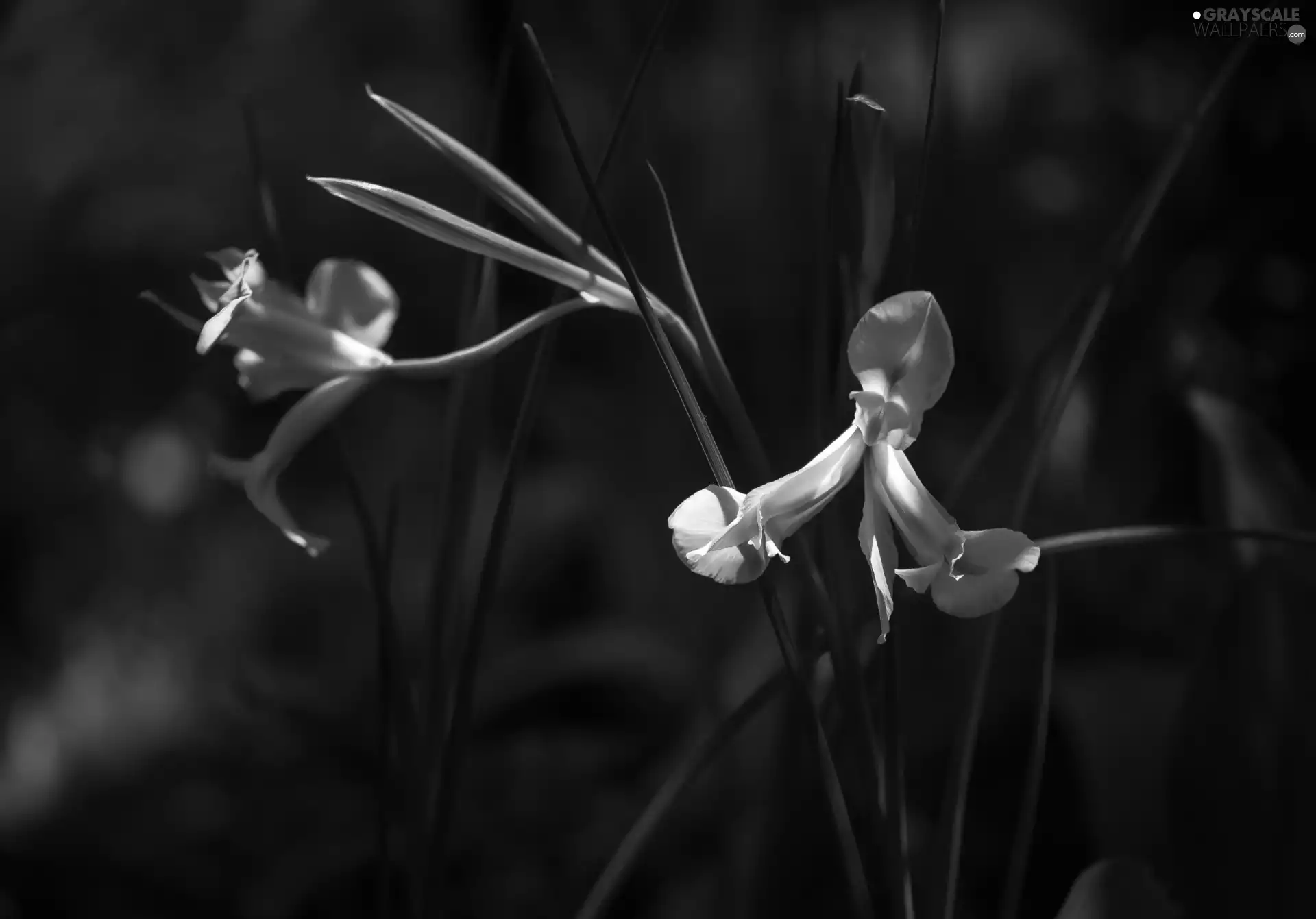 ligh, Flowers, flash, Irises, White, sun, luminosity