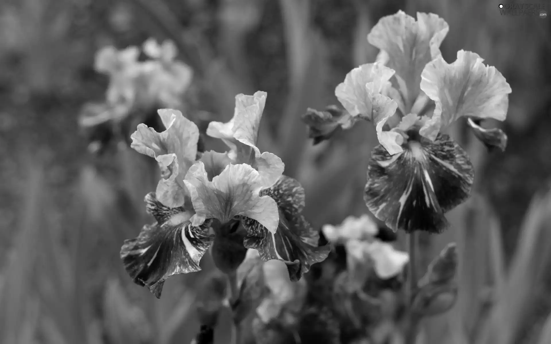 Flowers, Irises