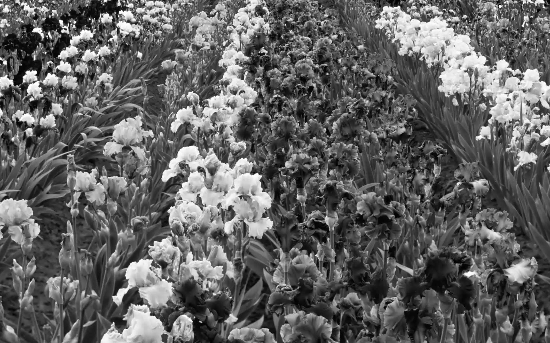 Garden, Irises