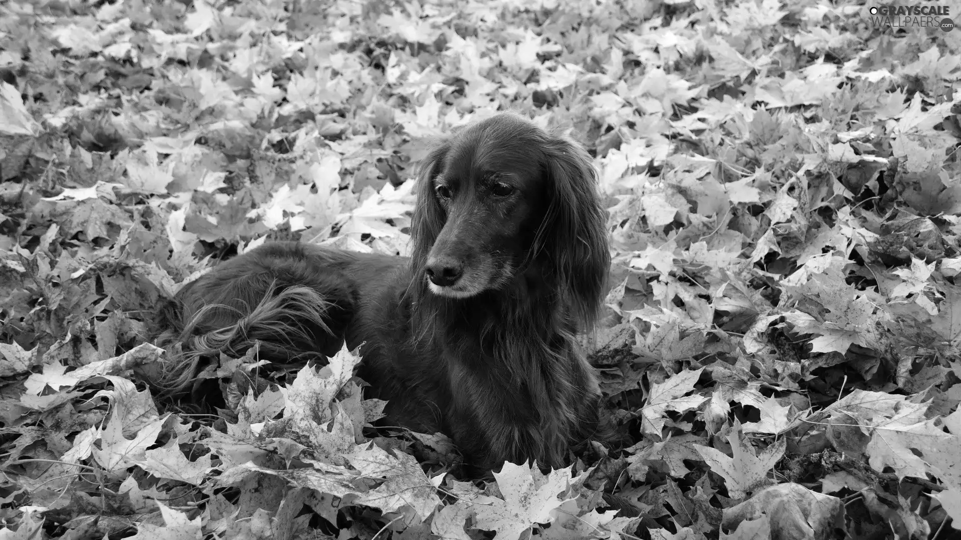 Irish Setter, Leaf