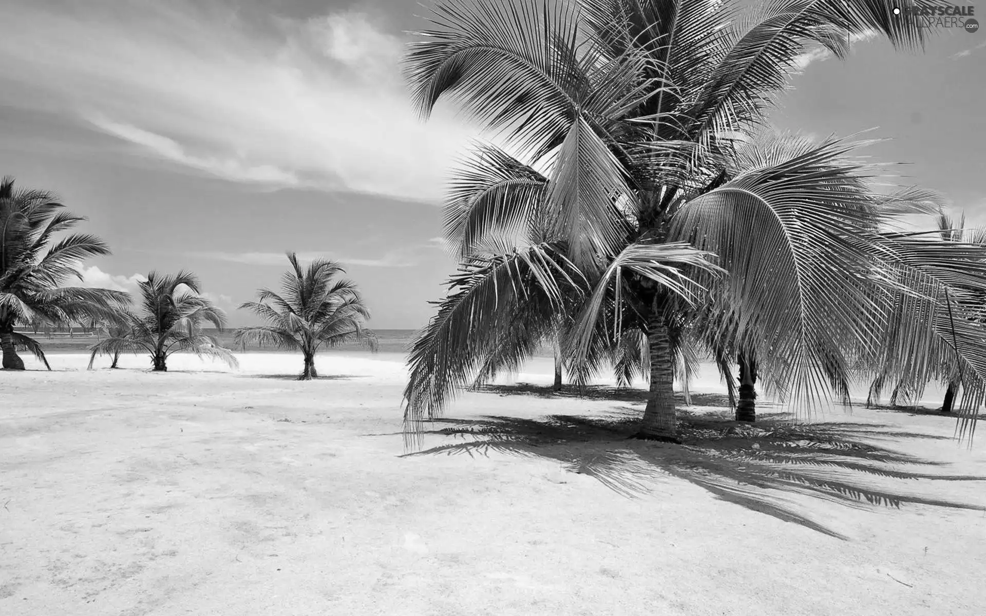 Island, Dominican Republic, Beaches, Palms, Ocean