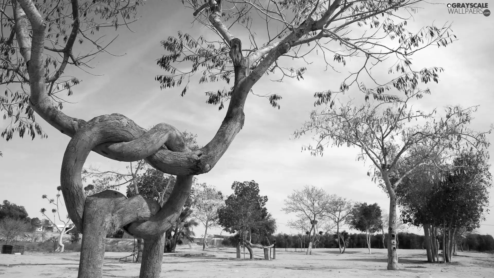 Israel, trees, viewes