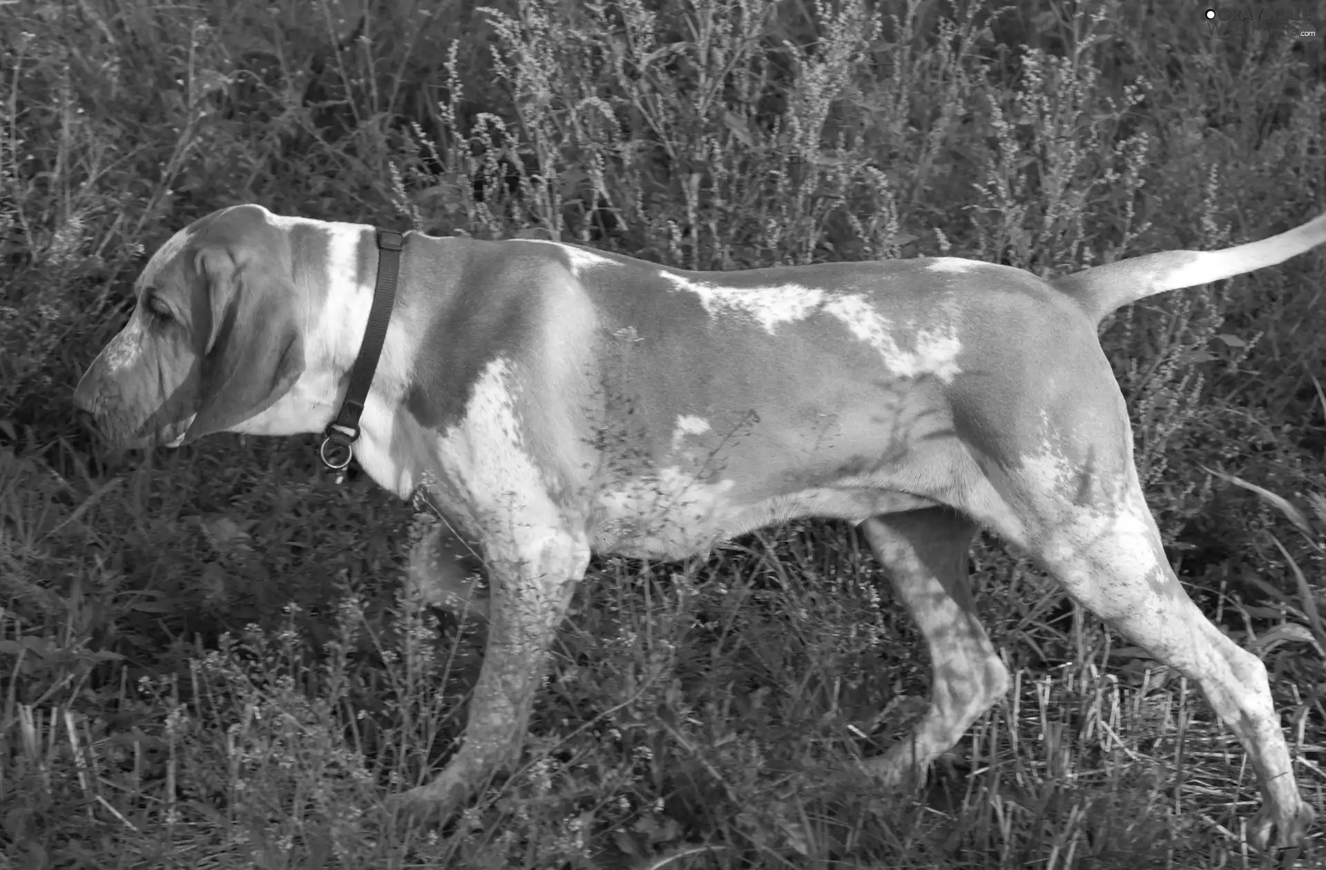 dog-collar, grass, Bracco italiano, red hot, Italian Shorthair Pointer