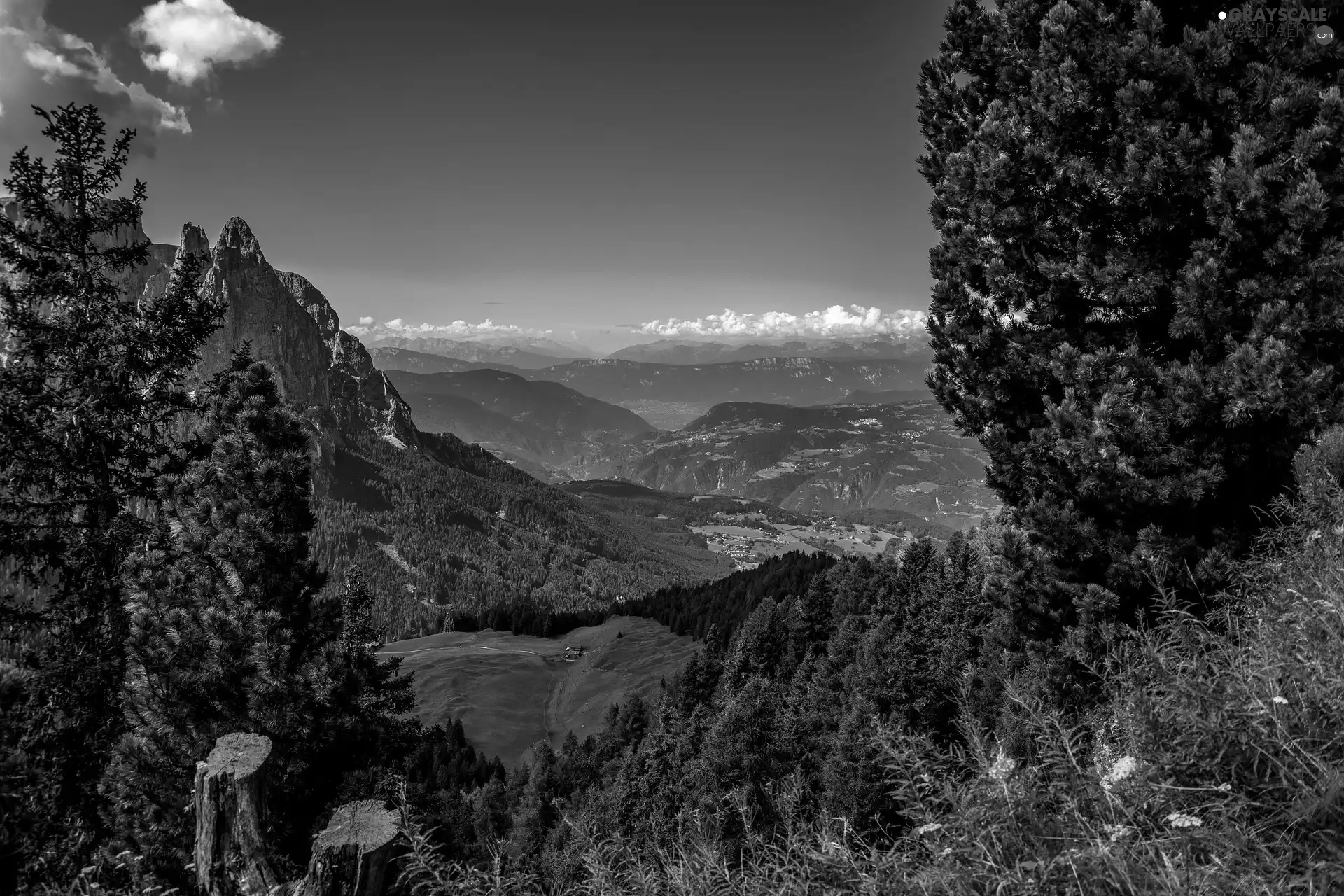 viewes, Valley, South Tyrol, trees, Mountains, Flowers, Italy