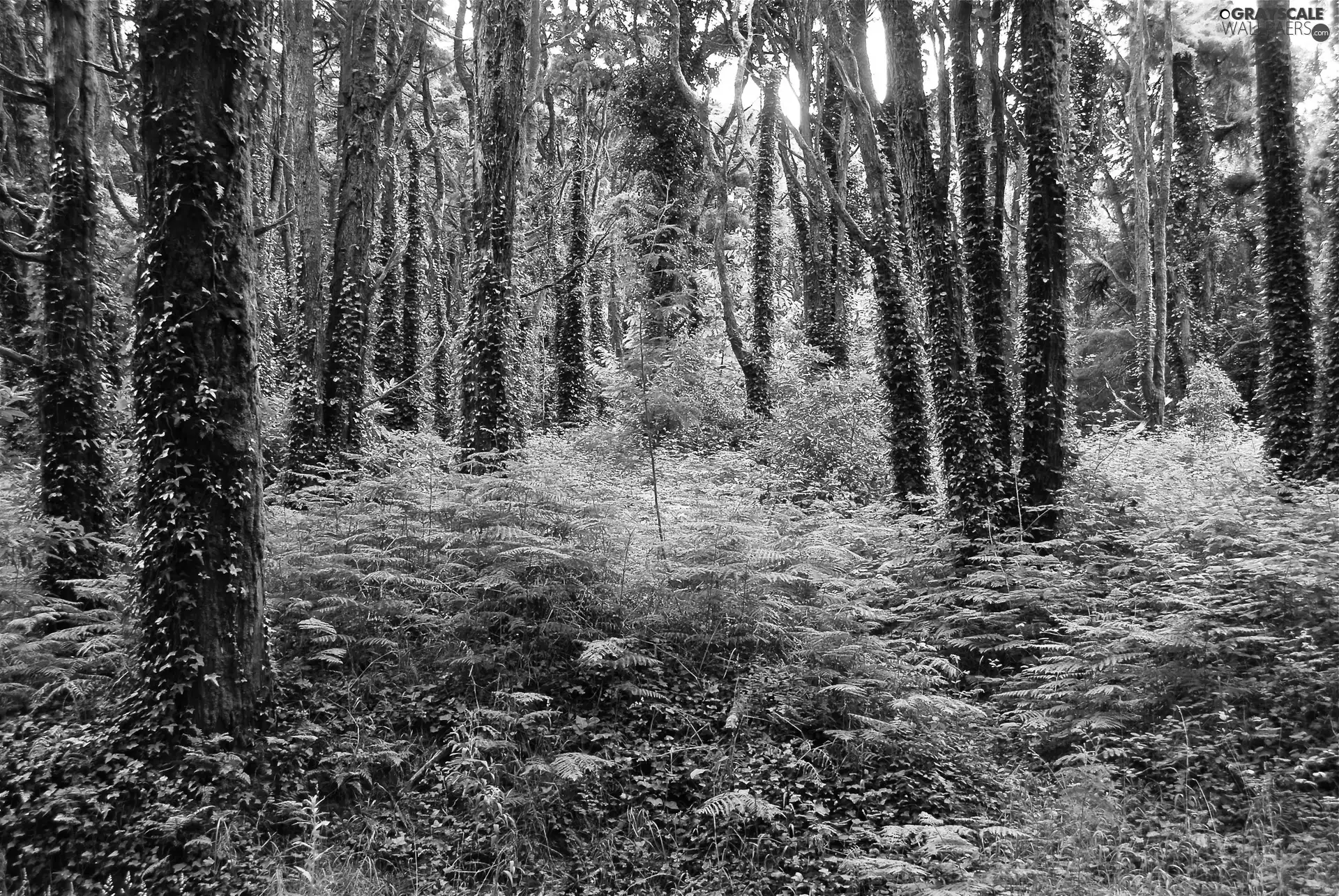ivy, forest, Fern