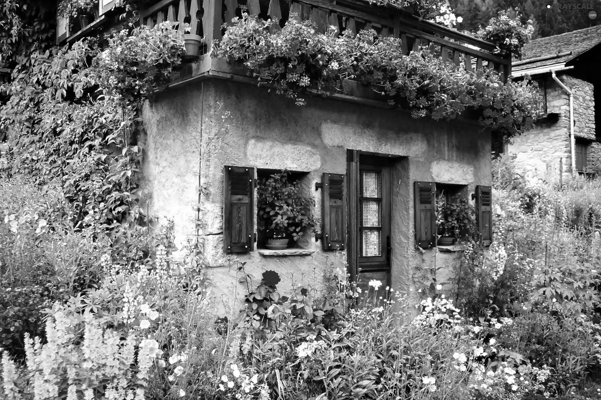 garden, Stone, ivy, geraniums, floral, Houses
