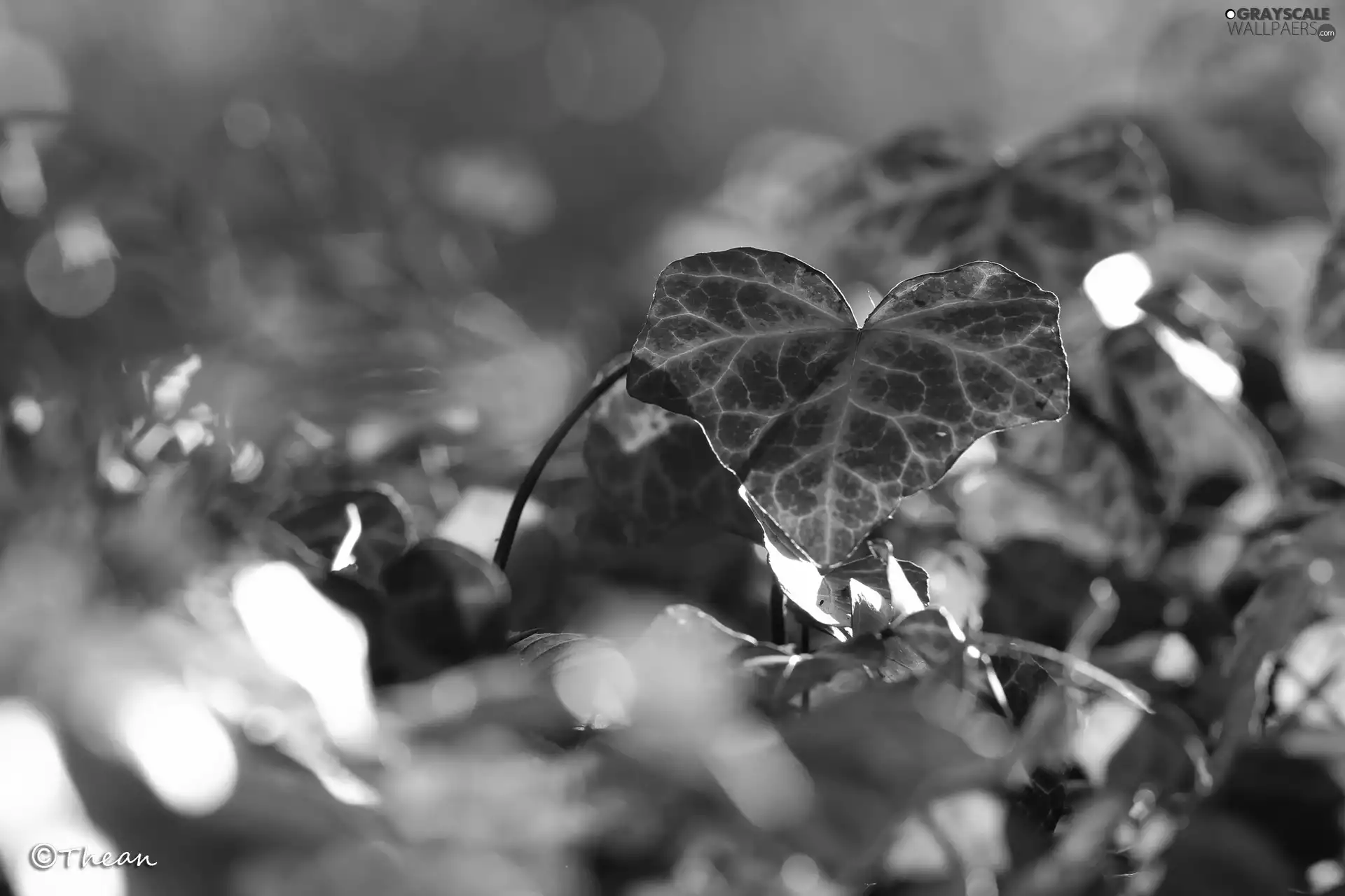 Leaf, ivy