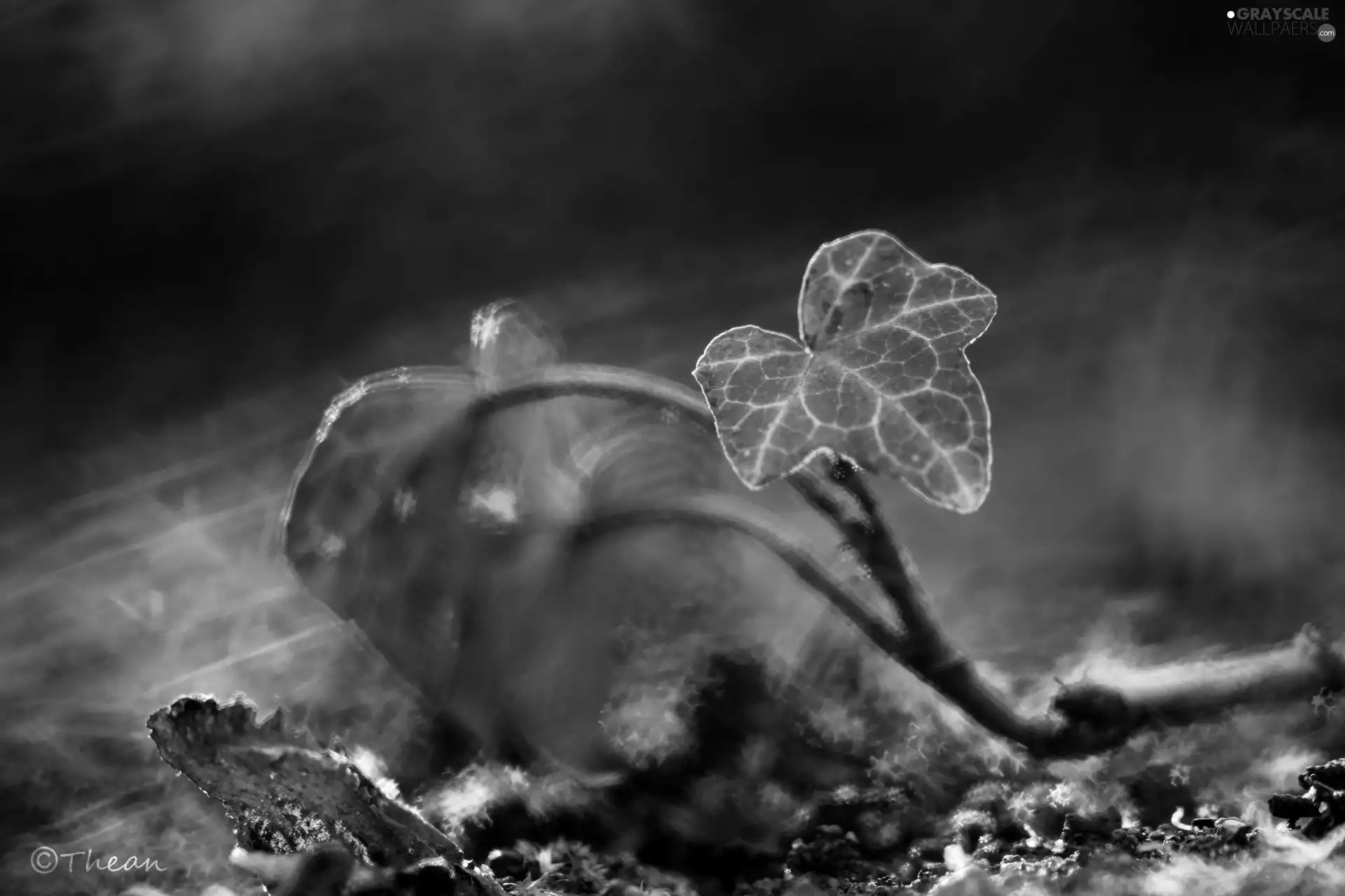 ivy, Red, Leaf