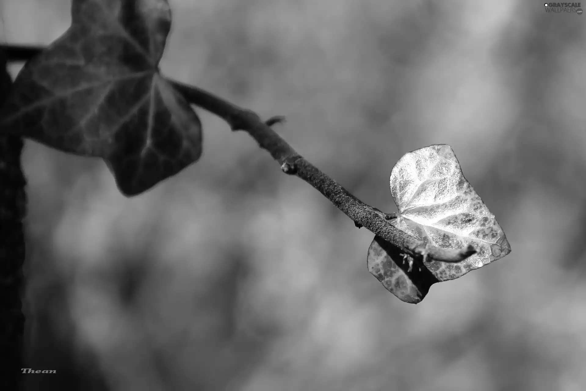 ivy, young, leaf