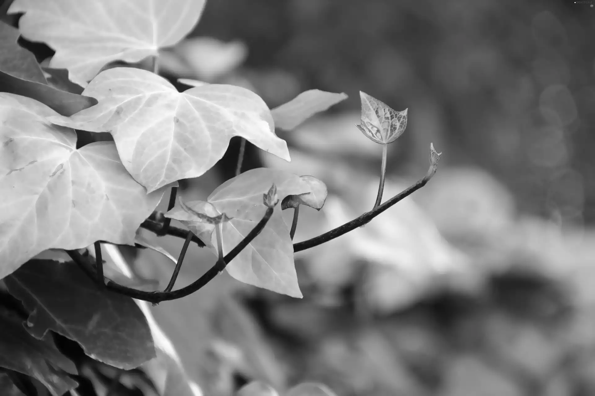 Leaf, ivy