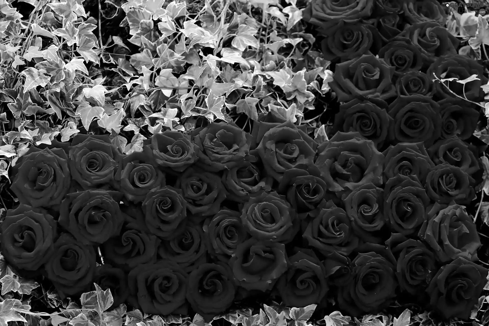 ivy, Red, roses