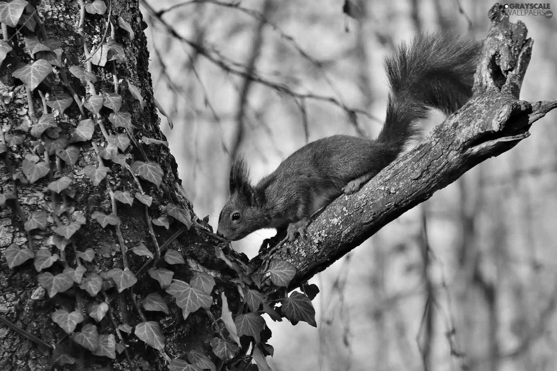 ivy, squirrel, trees