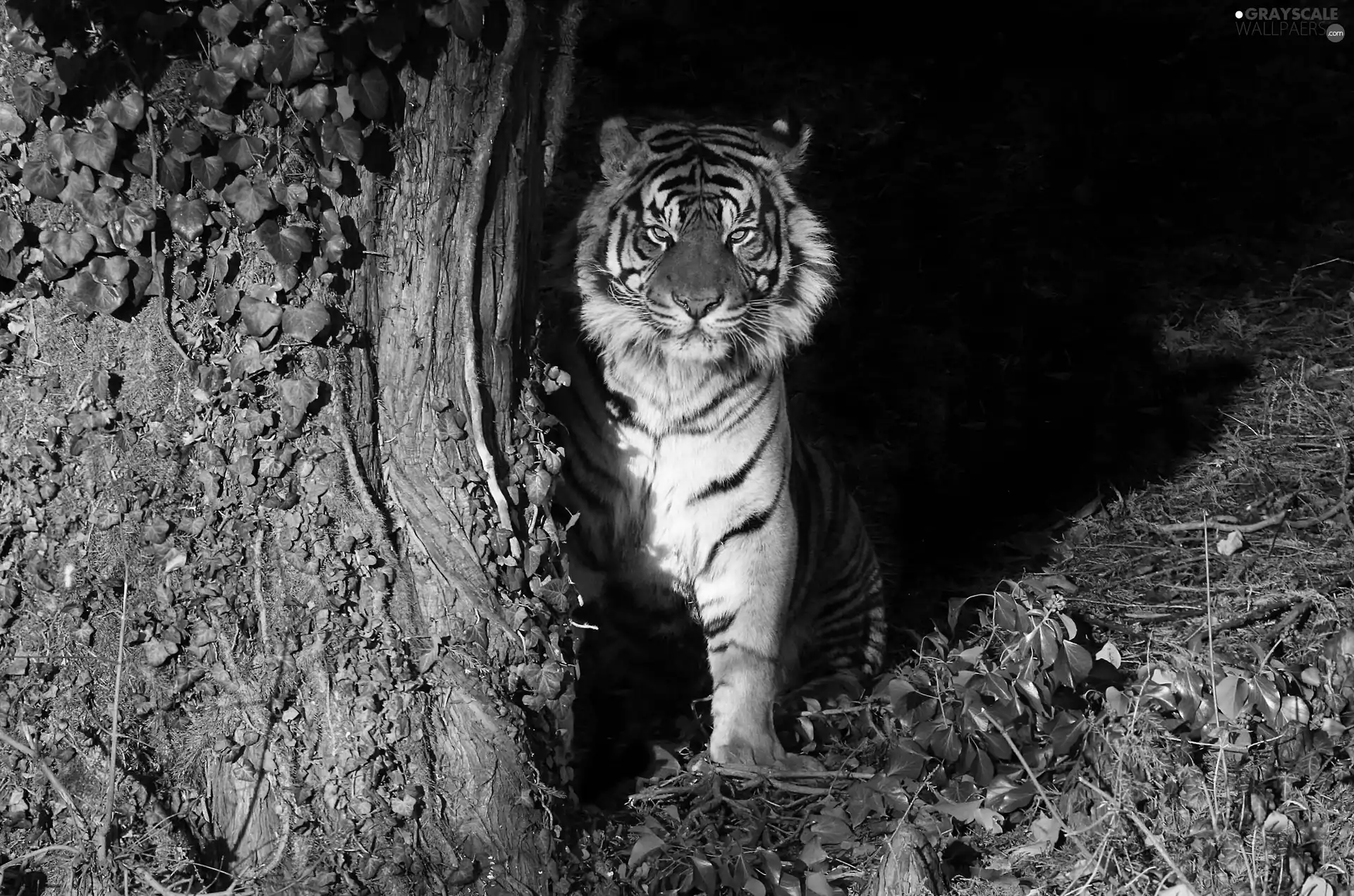 ivy, tiger, trees