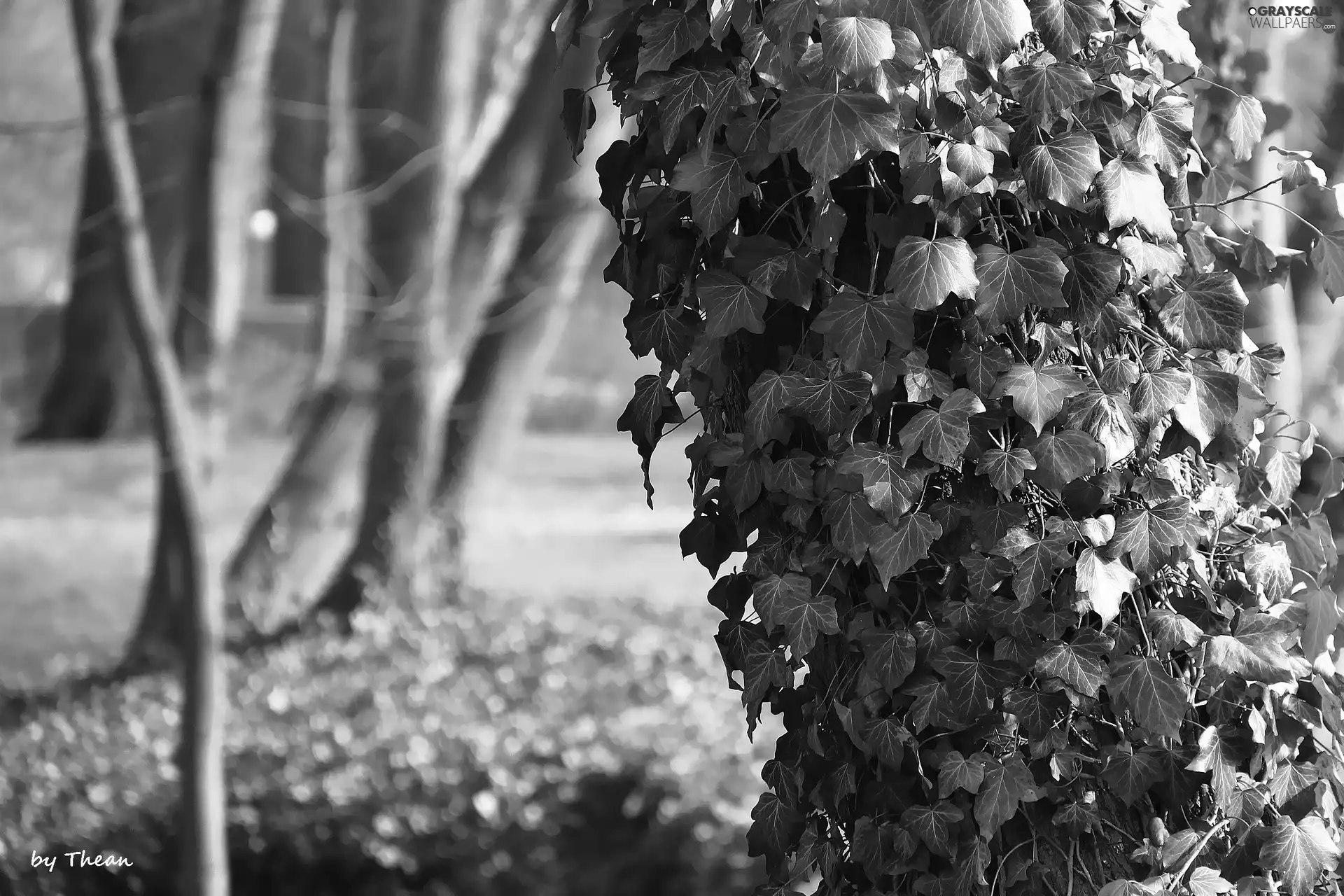 ivy, trees, Wooded