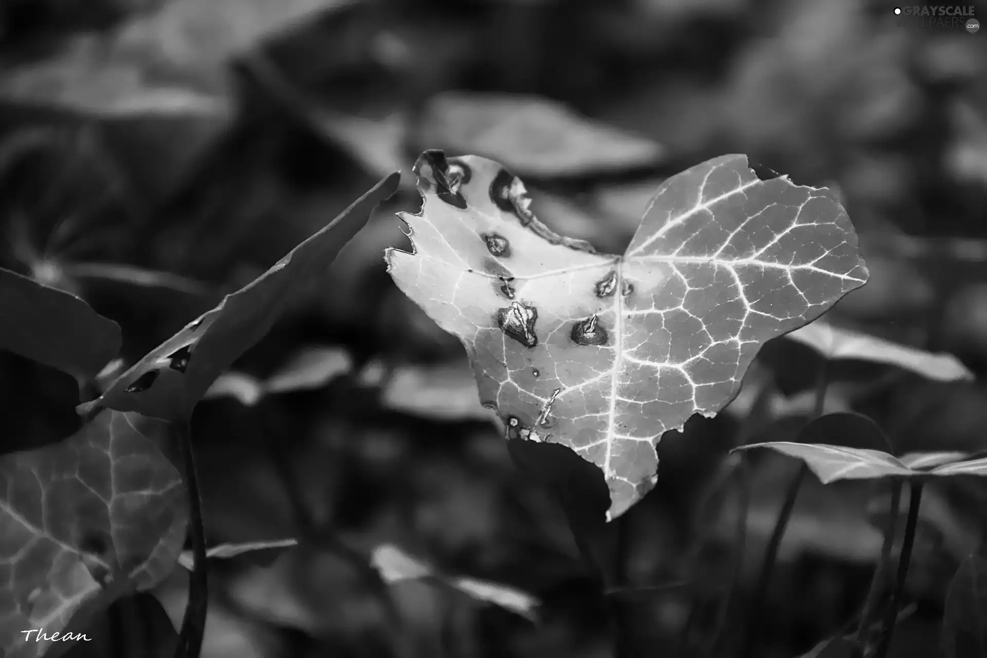 yellowed, leaf, ivy, Autumn