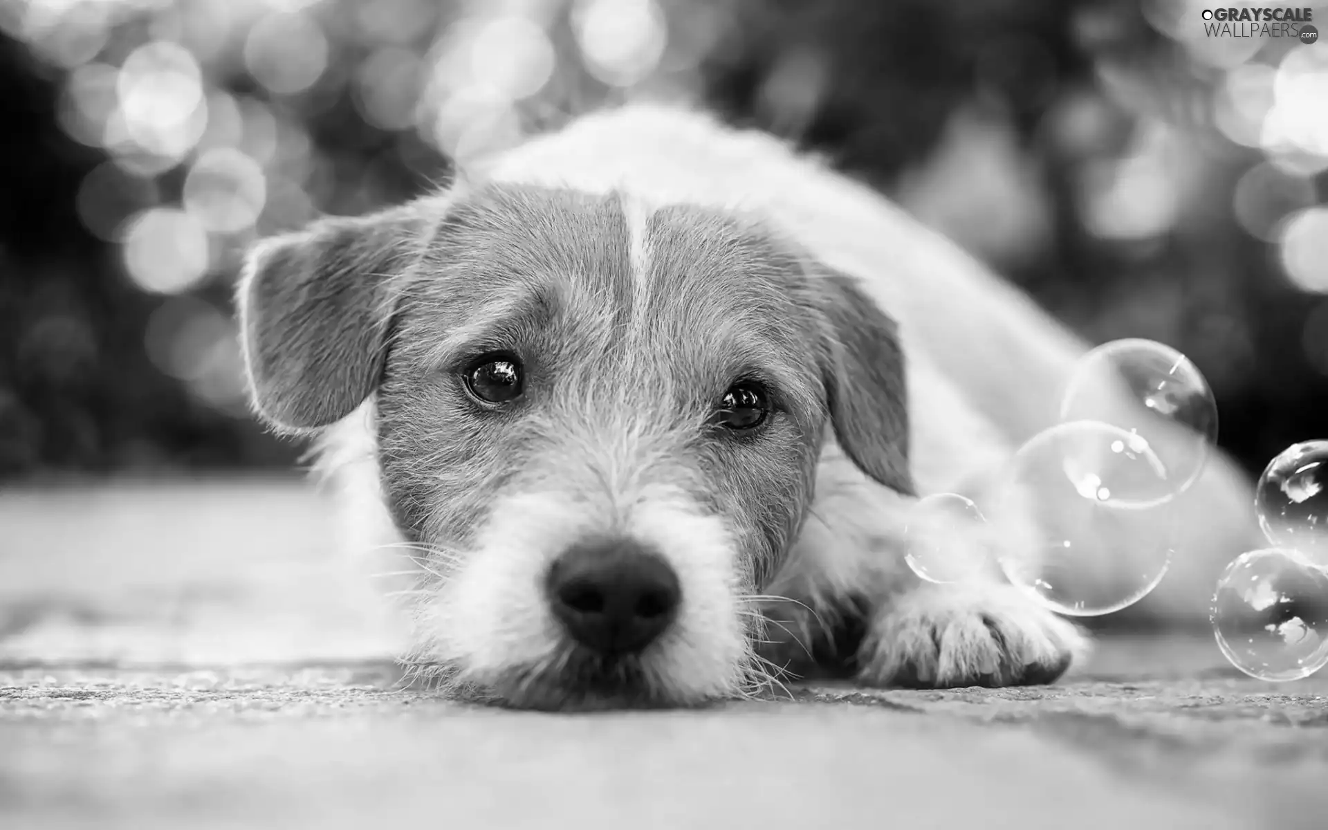 interesting eyes, dog, Jack Russell Terrier