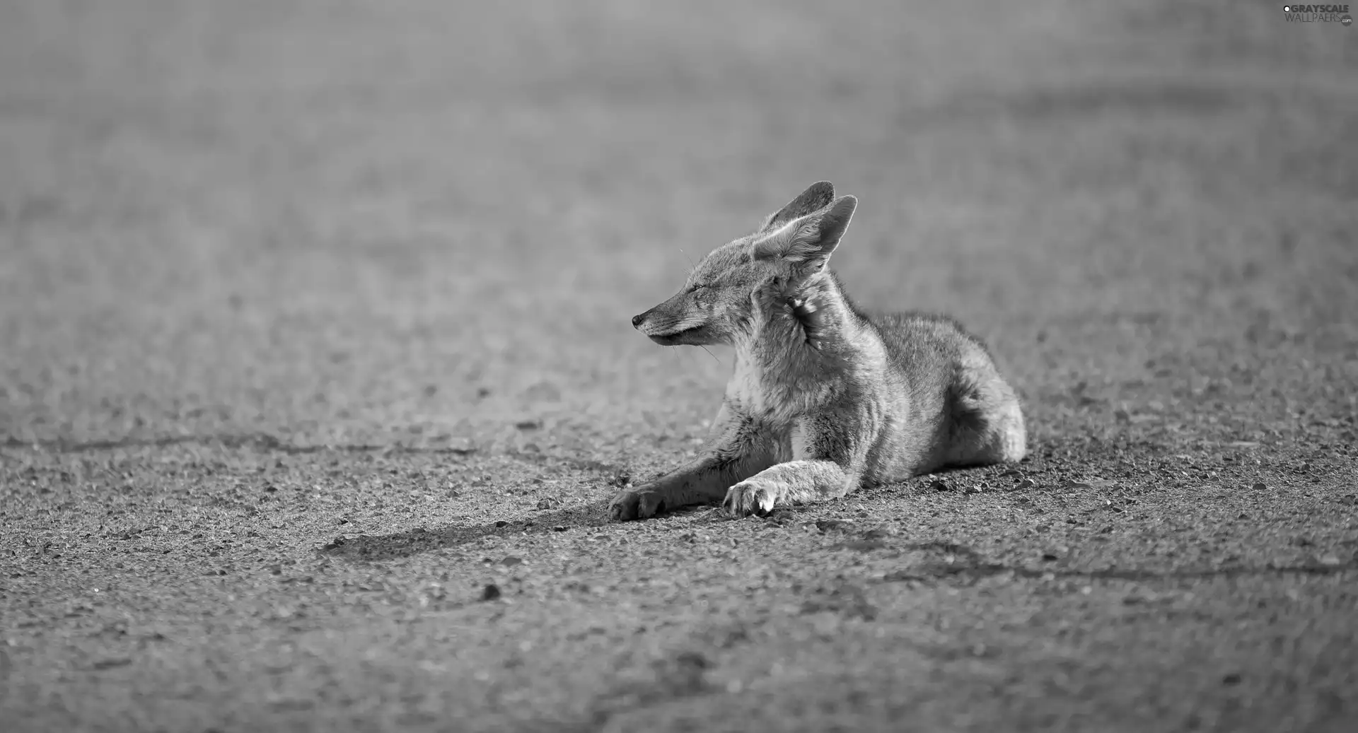lying, Jackal