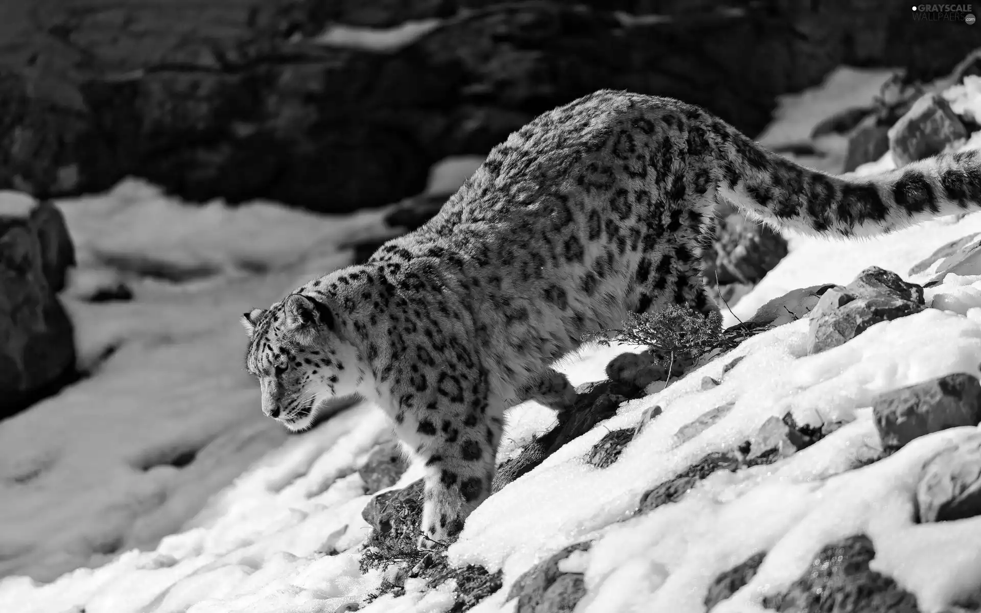 Snow leopard, snow, Stones