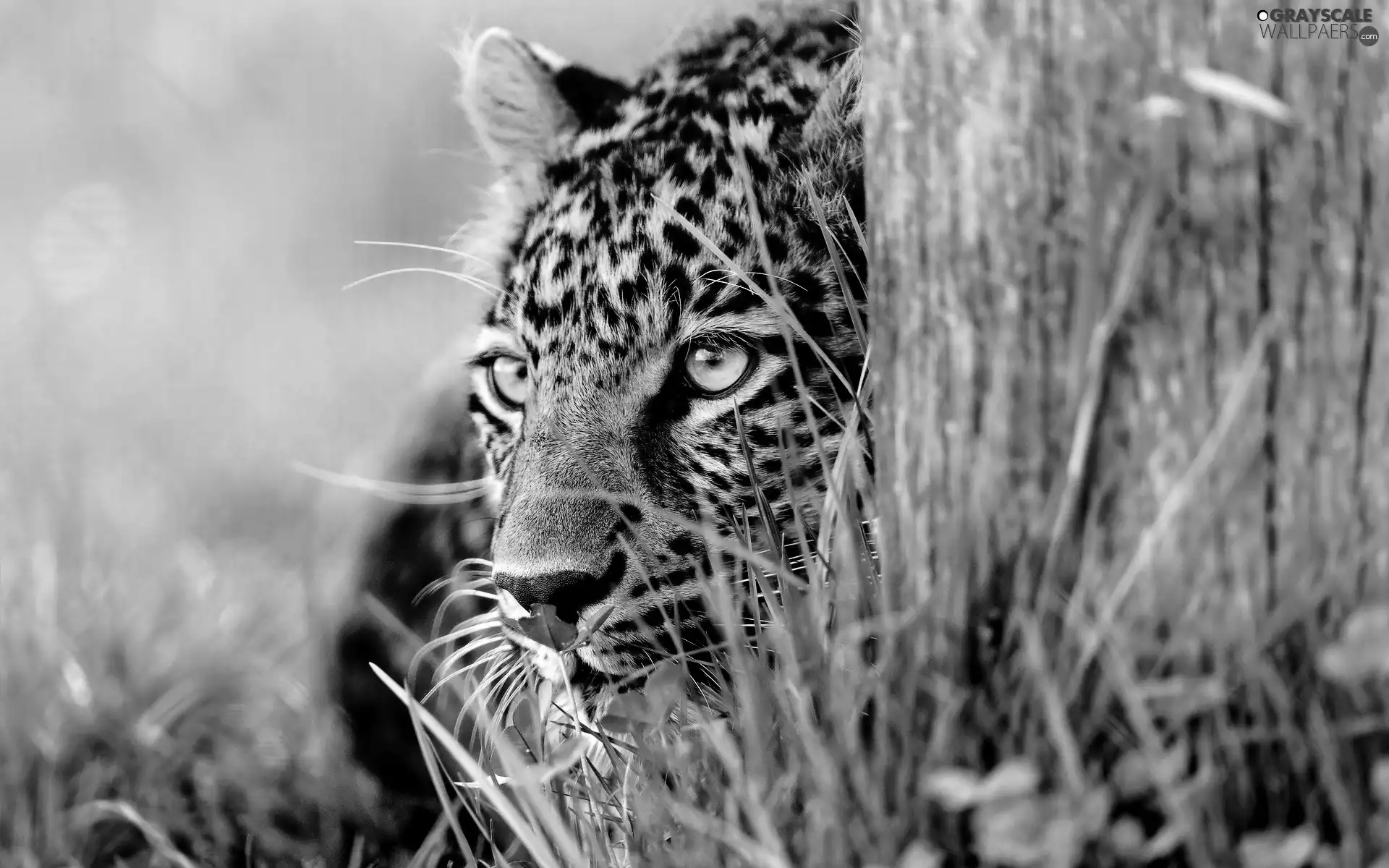 trees, Head, Jaguar, grass