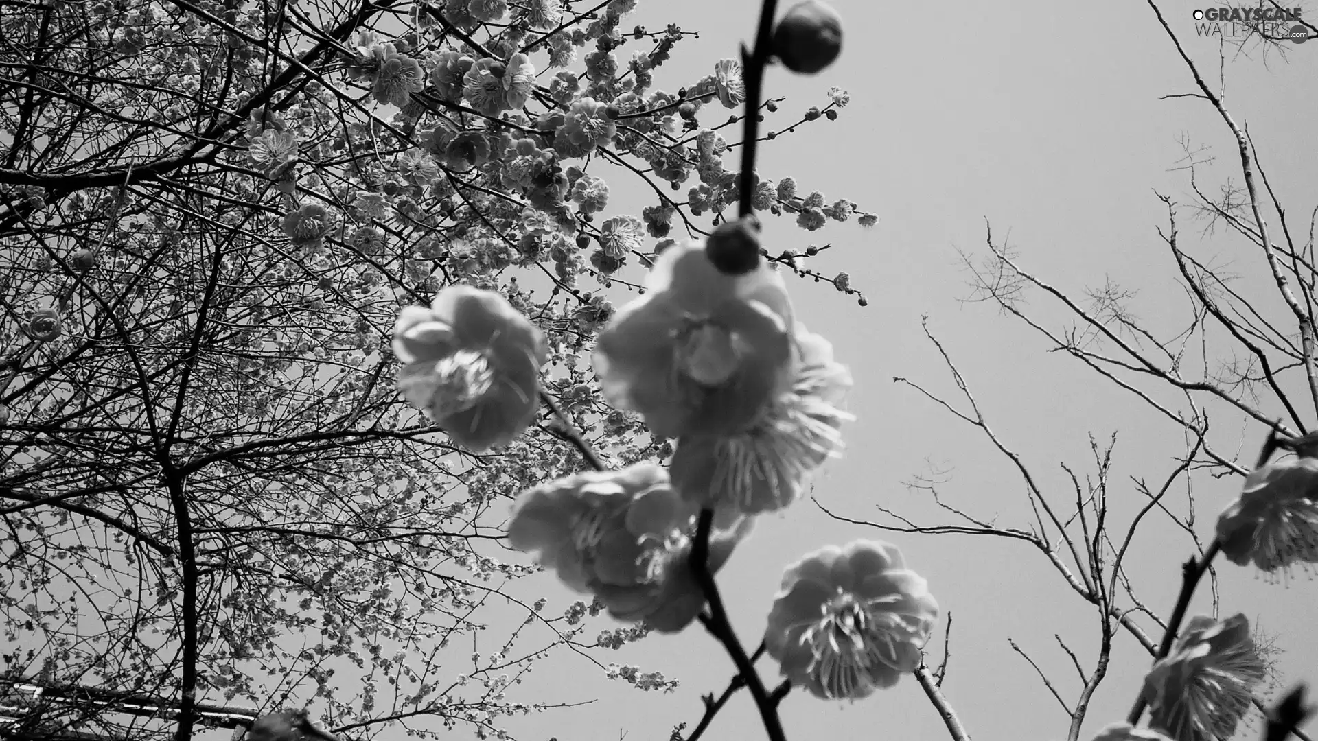 Japan, Blossoming, cherry