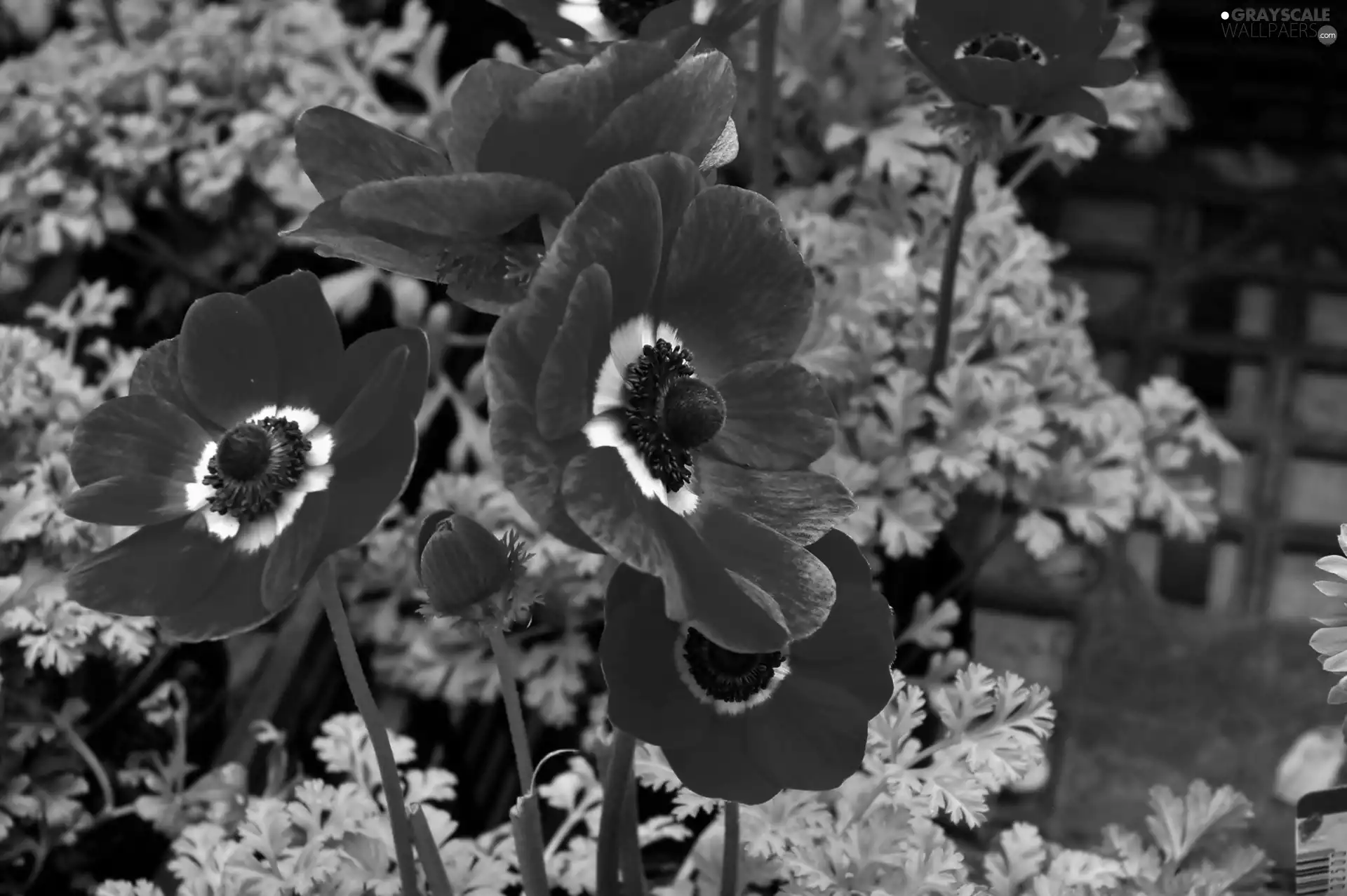 japanese, Red, anemone
