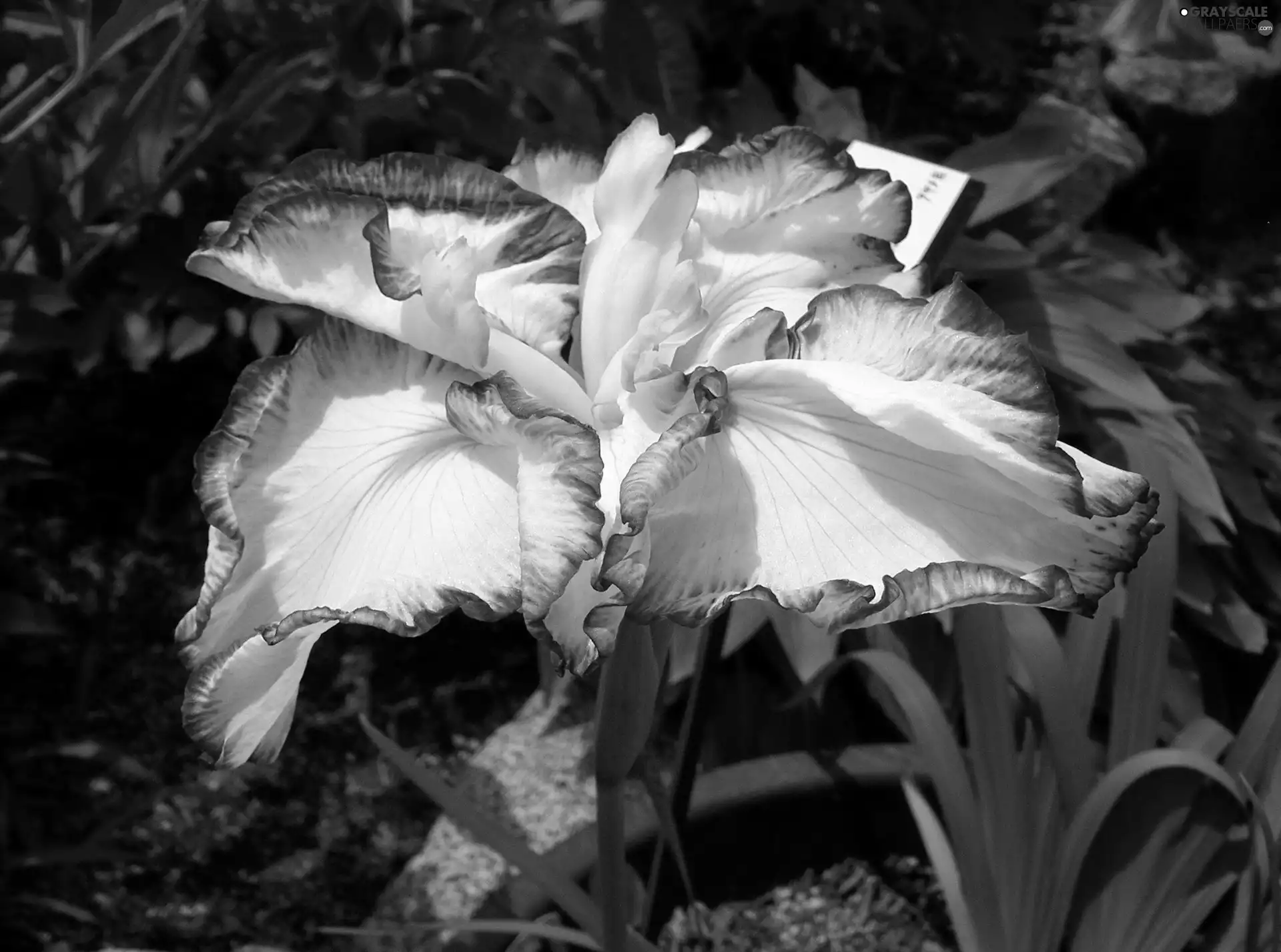 iris, japanese