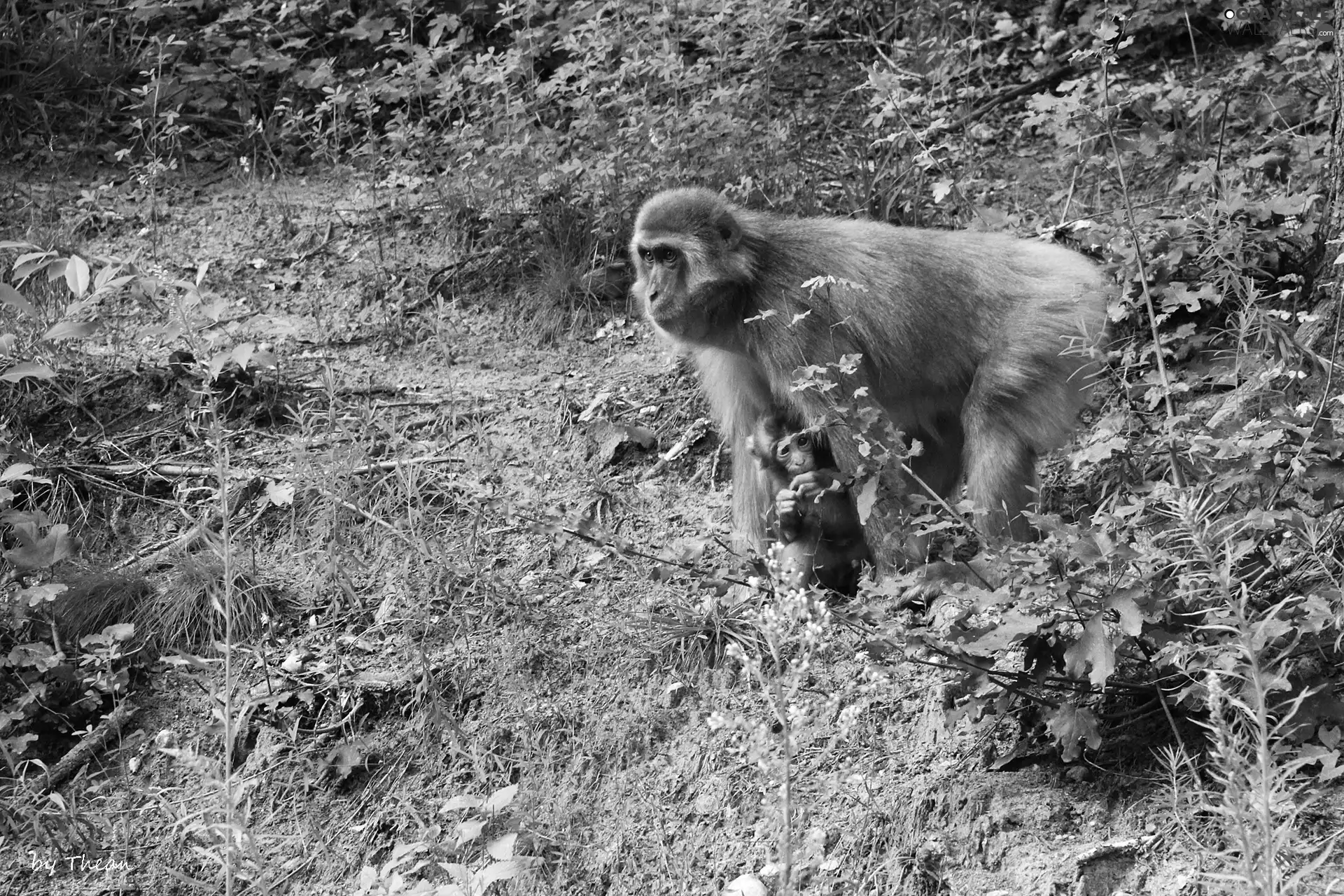 macaques, Japanese