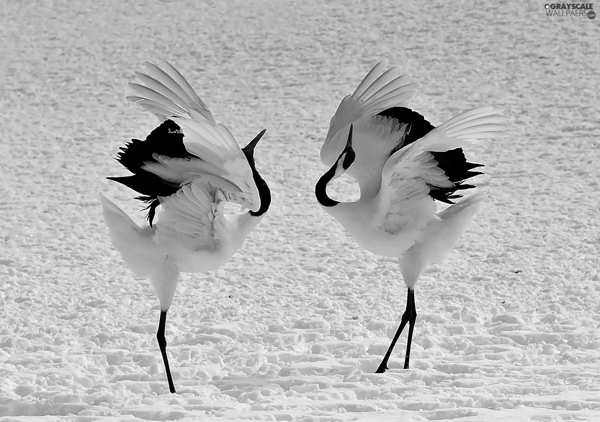 On The Snow, cranes, Japanese