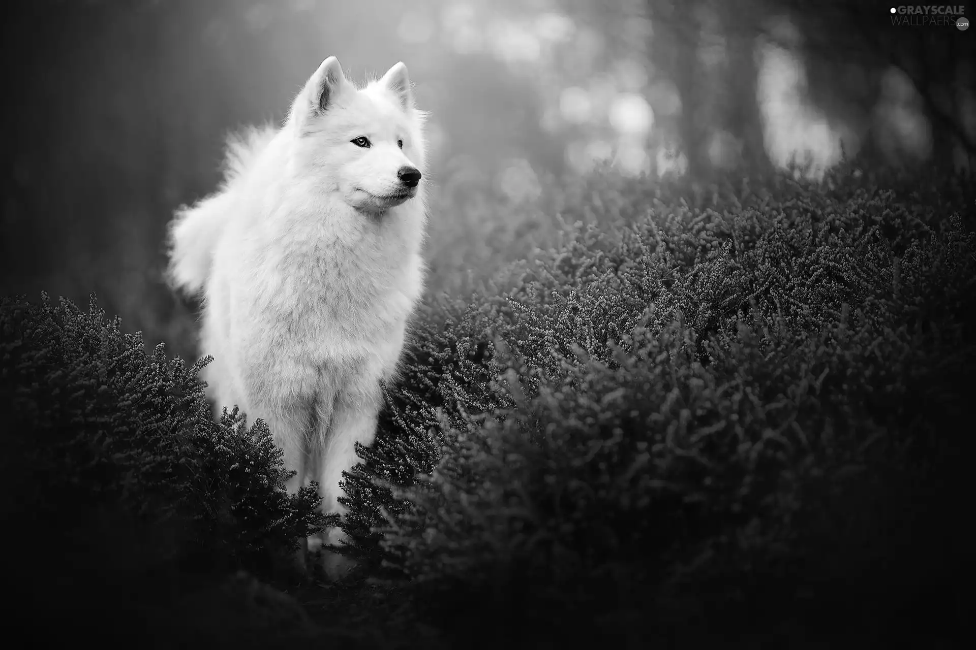 White, Japanese Spitz, heathers, dog
