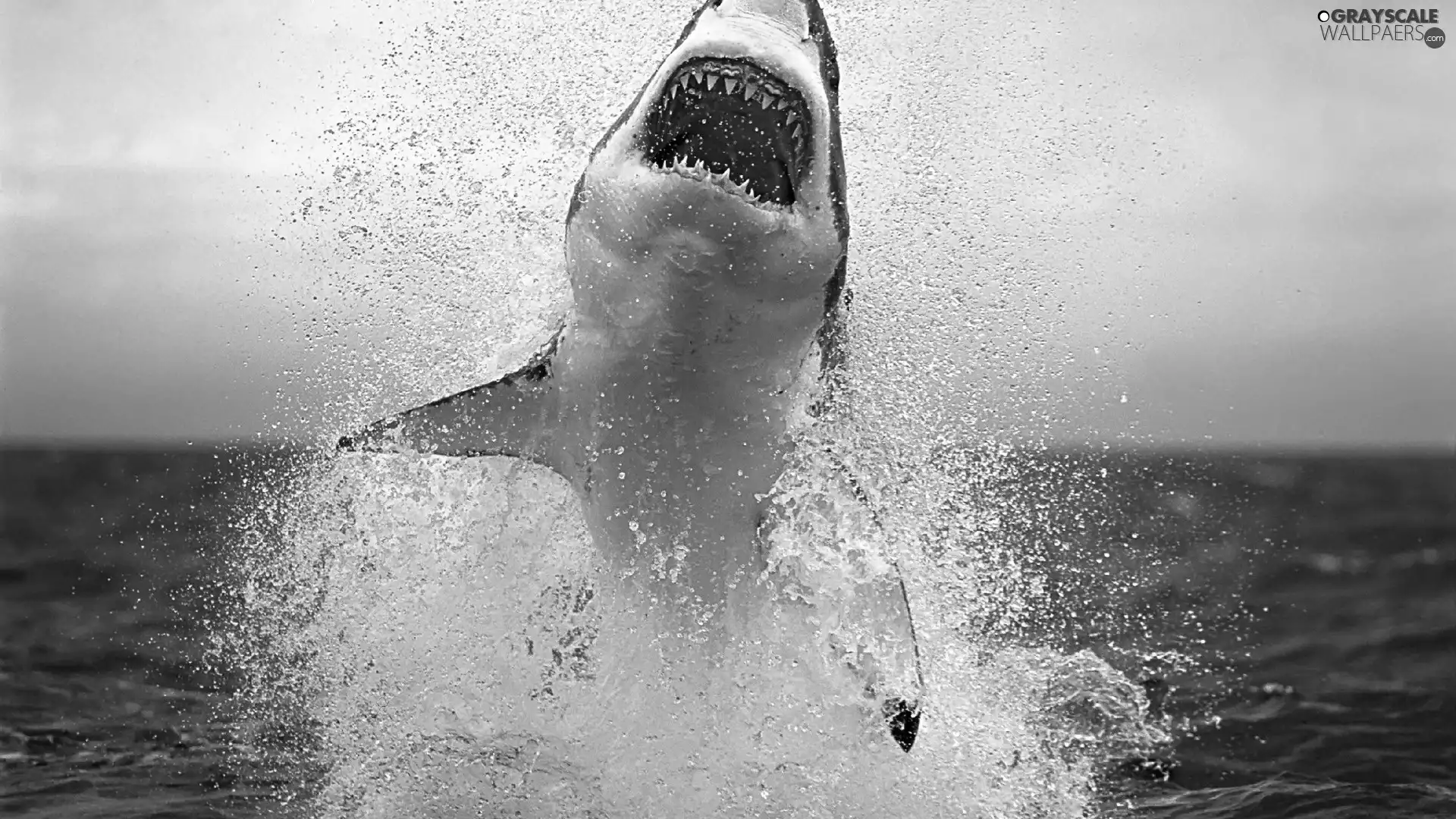 jaws, sea, shark