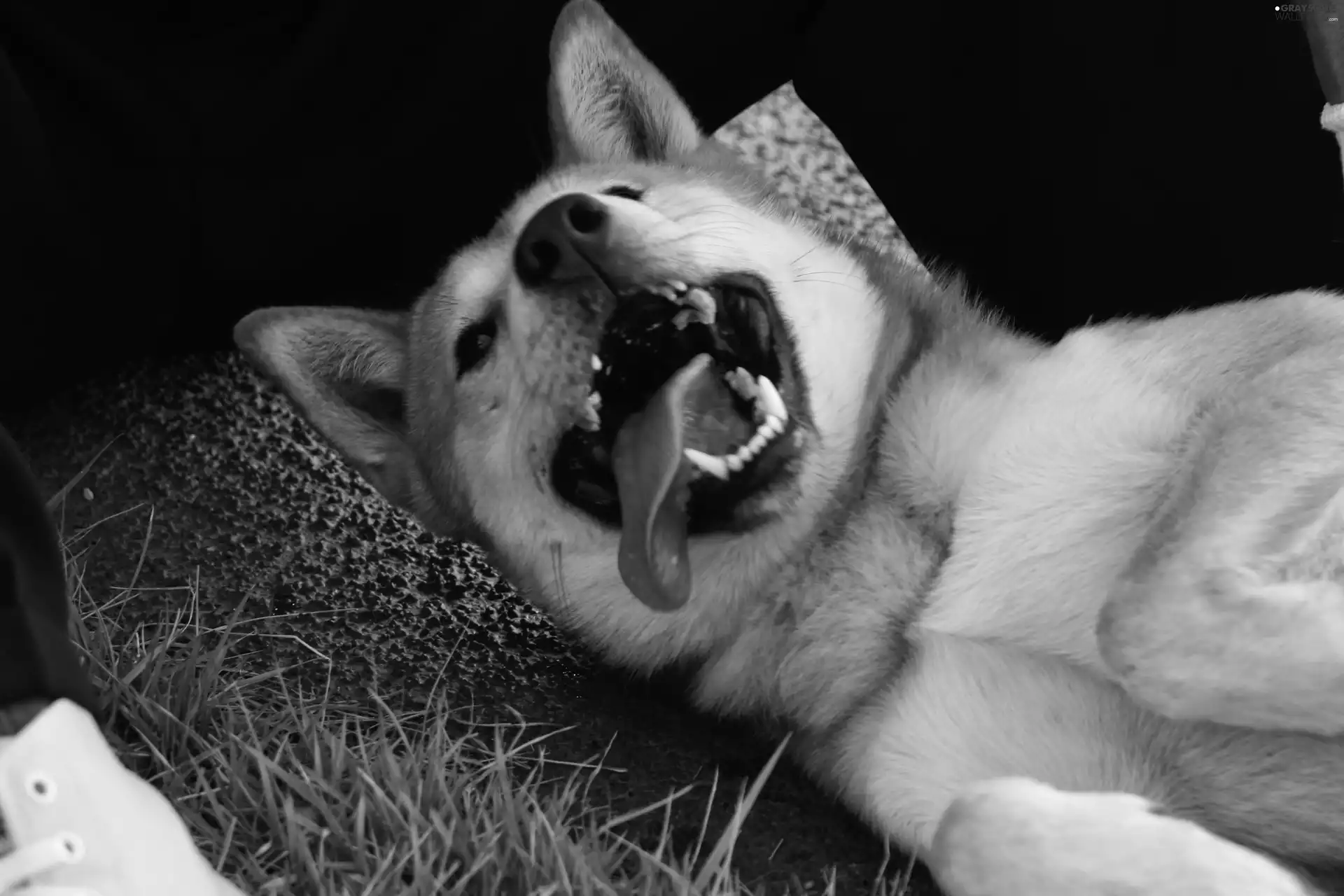 mouth, canines, Jindo, Tounge