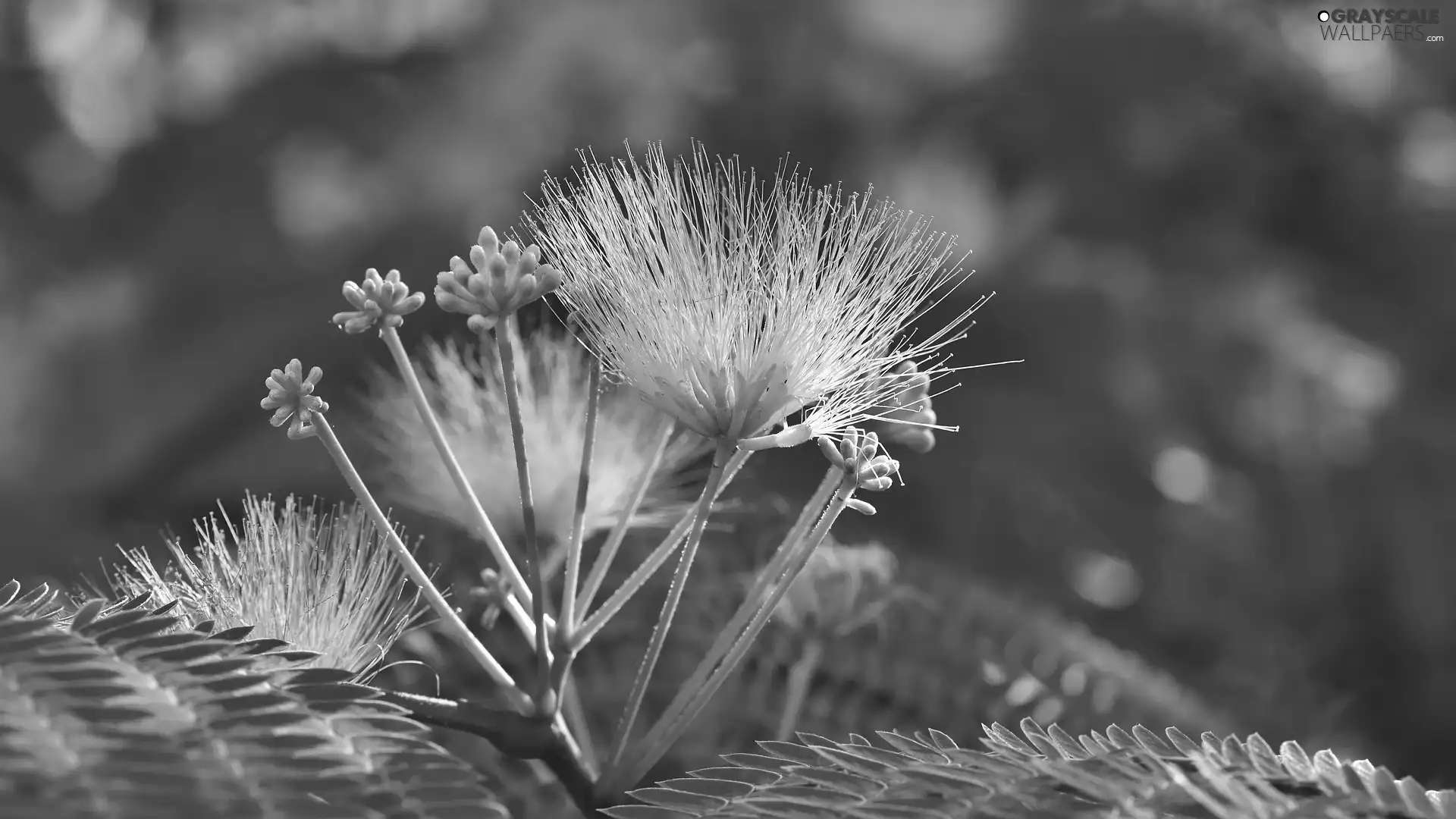 Albizia julibrissin, Colourfull Flowers, Buds