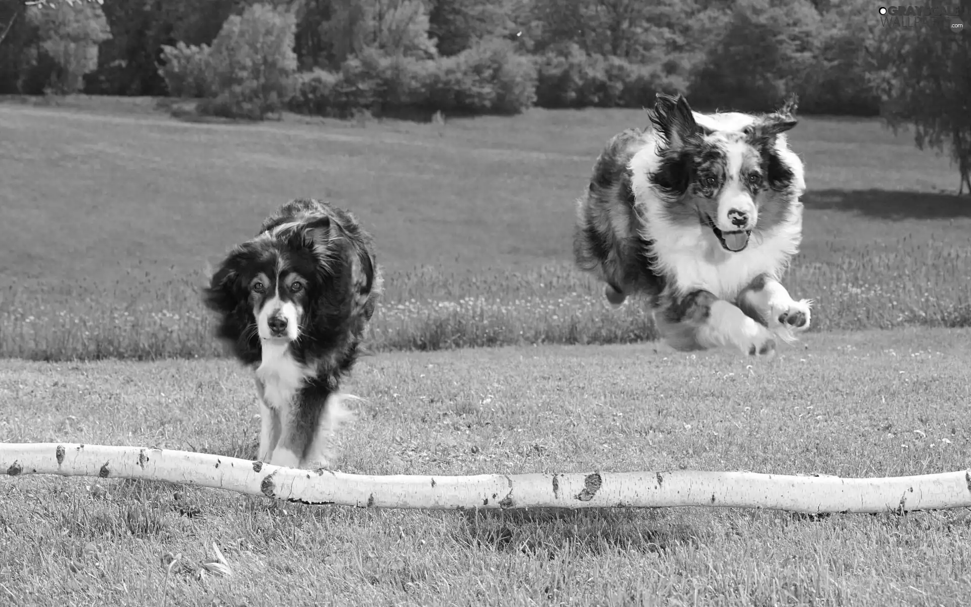 Two cars, gear, jump, Dogs