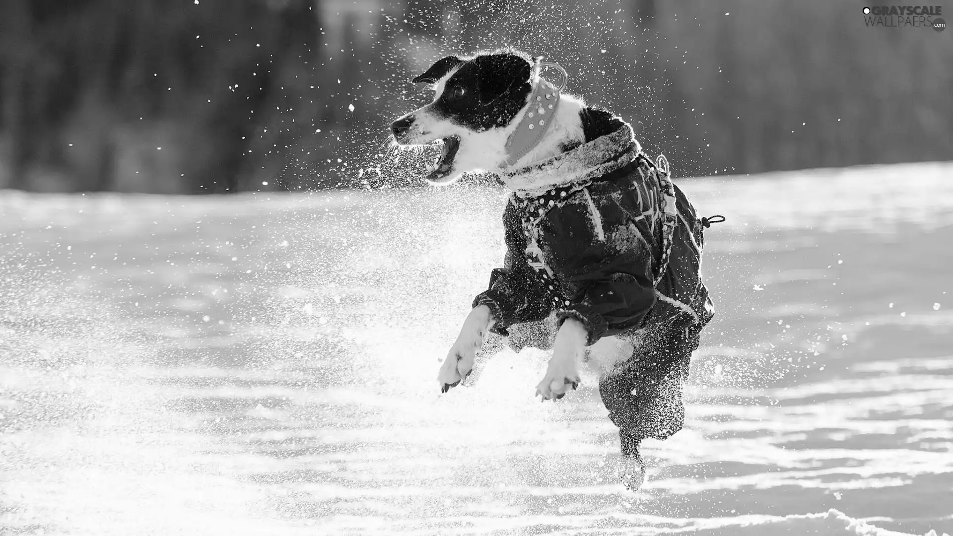 dog, winter, jump, snow