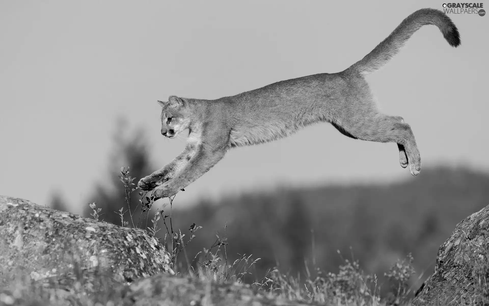 jump, cougar, rocks