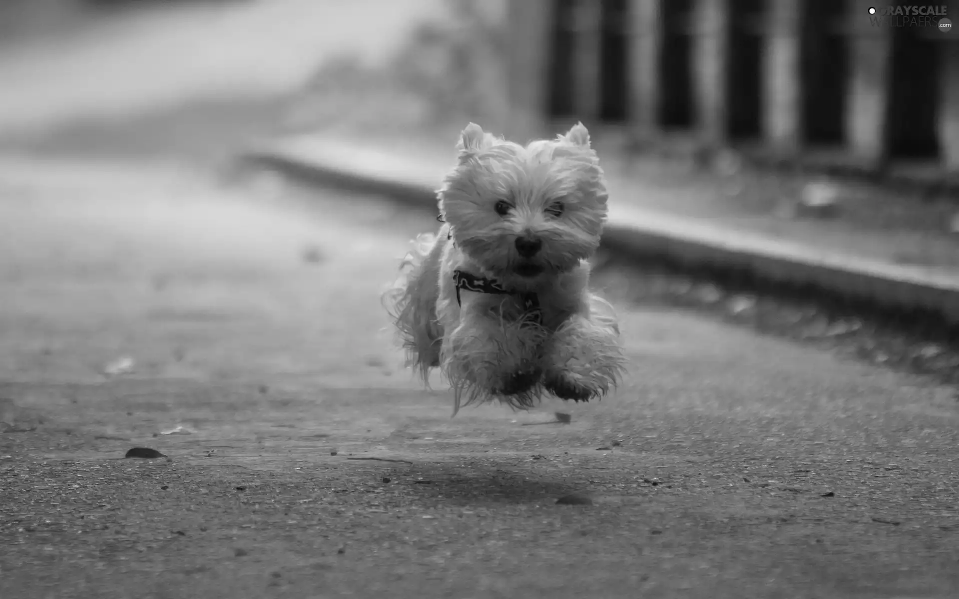 Terrier, jump