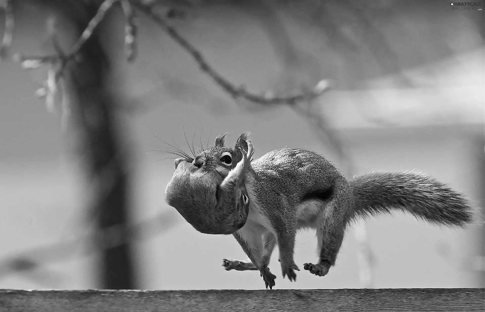 jump, squirrel, young