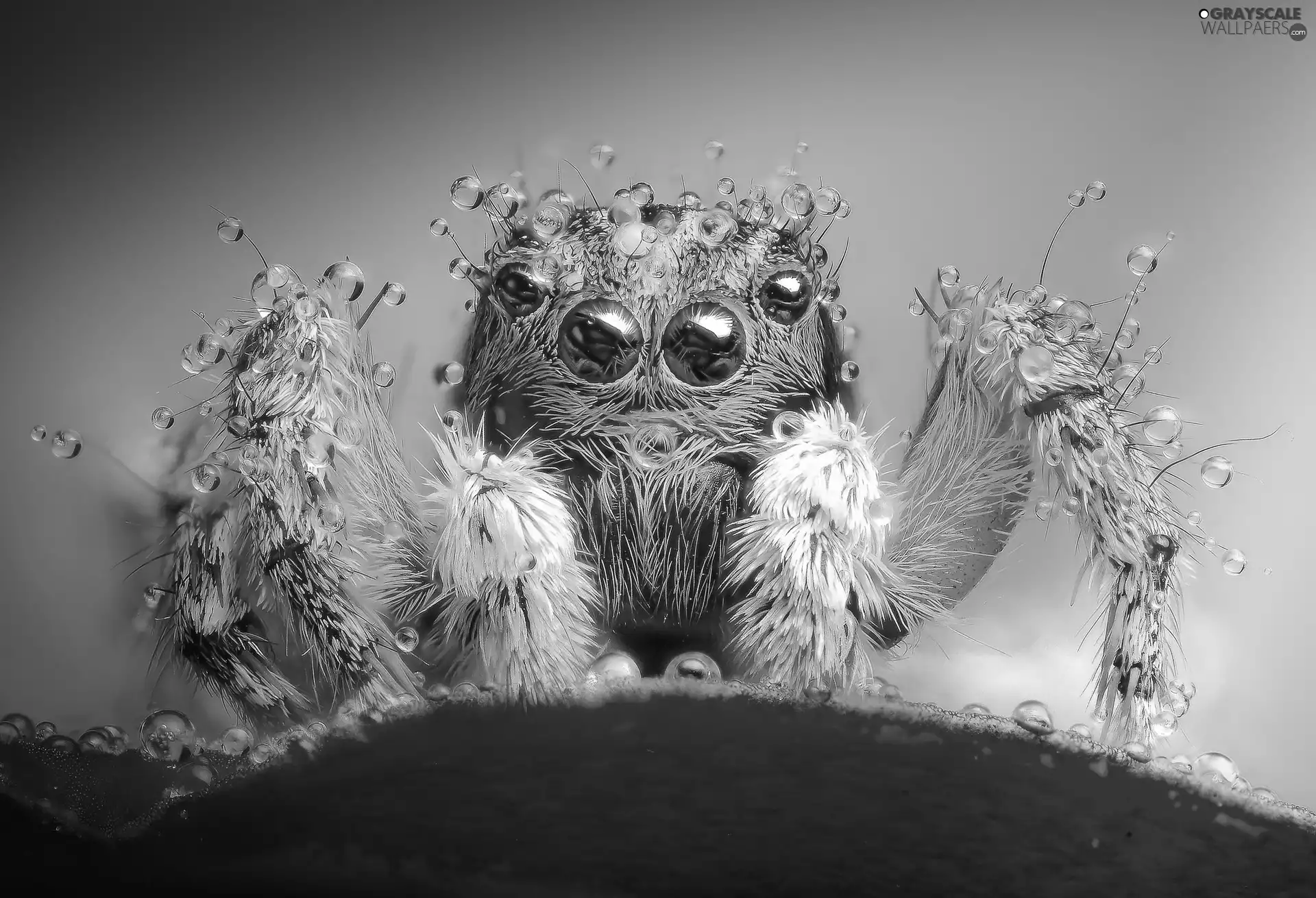 Jumping Spider, Close