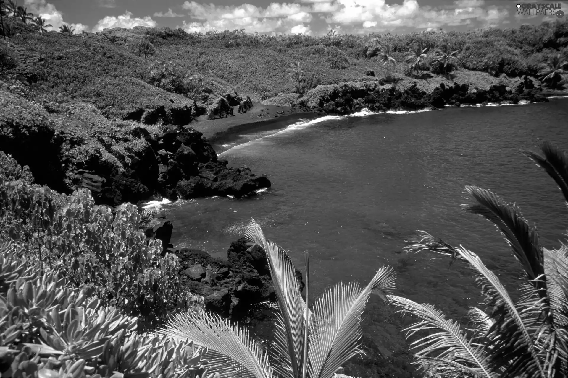 jungle, sea, Palms